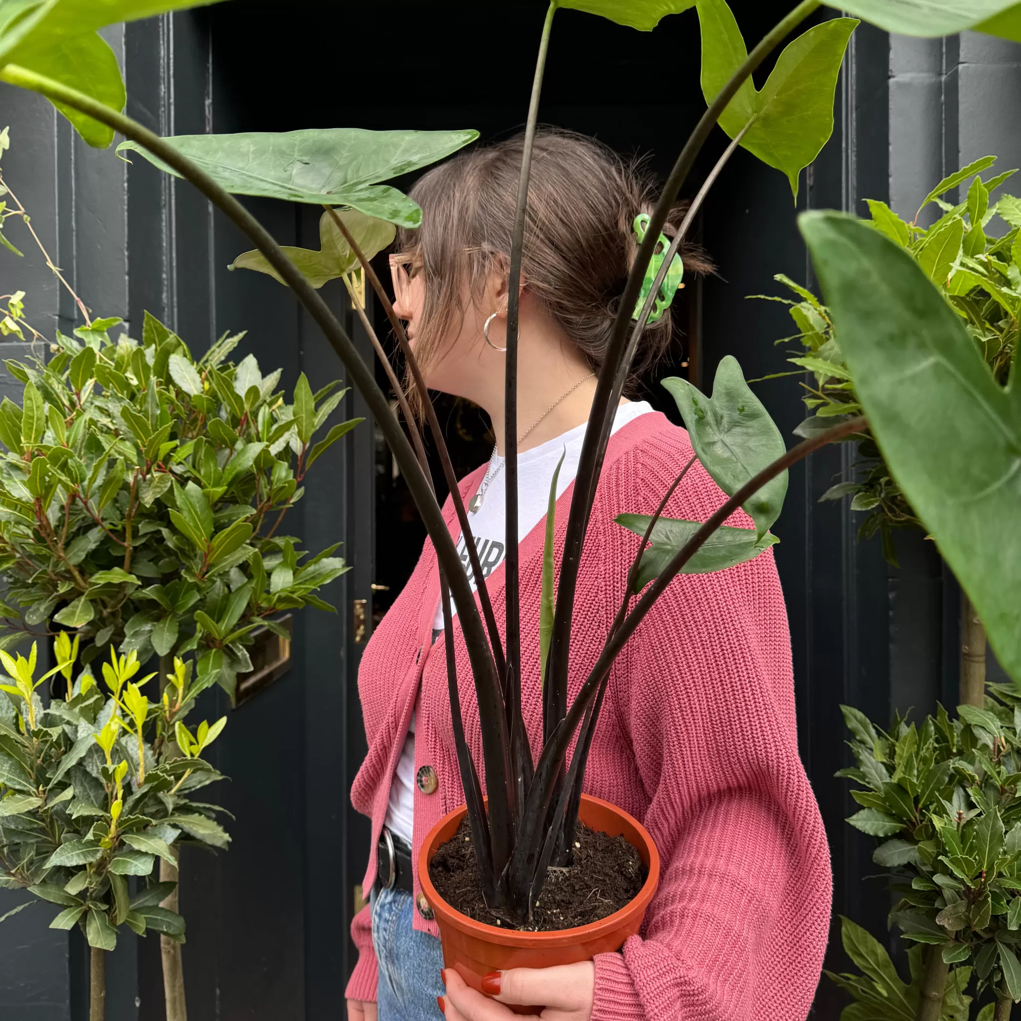grow urban Alocasia Zebrina 'Black'- Alocasia