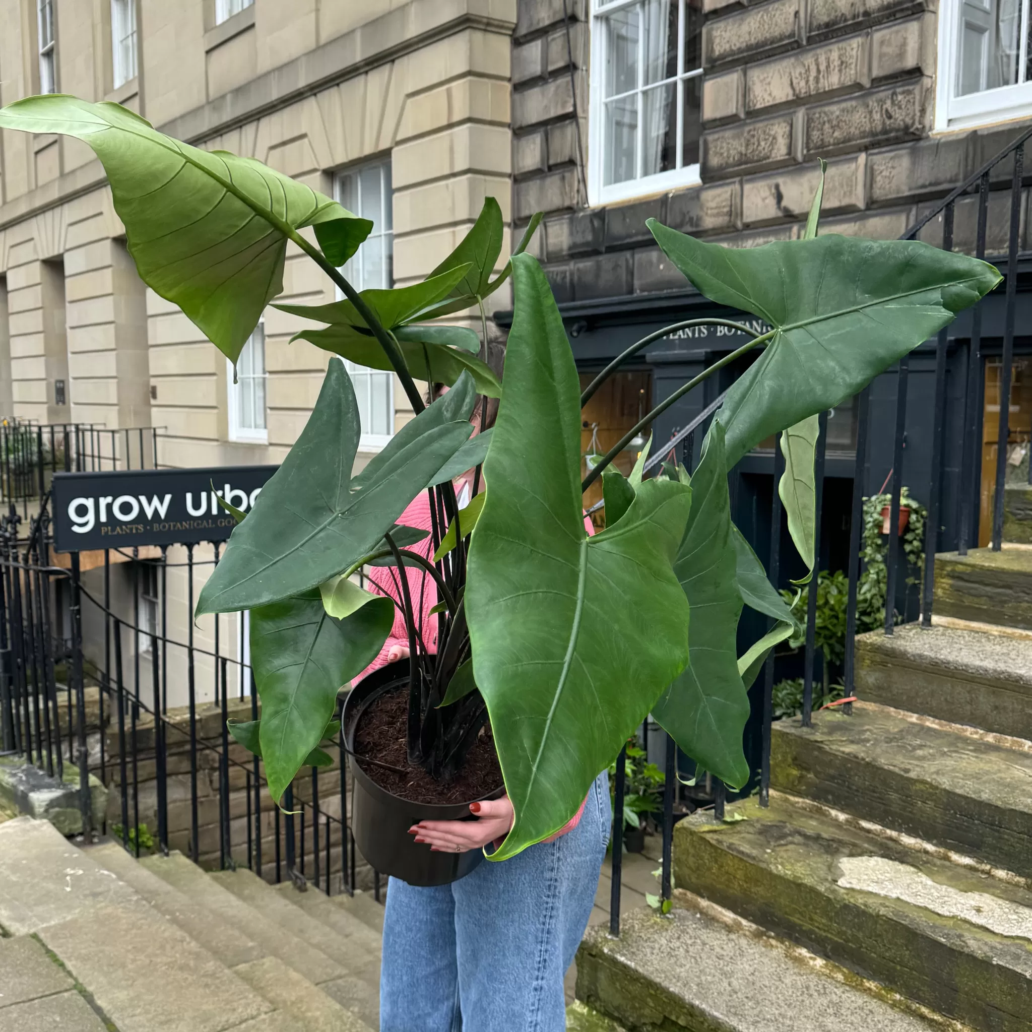 grow urban Alocasia Zebrina 'Black' XL- Alocasia