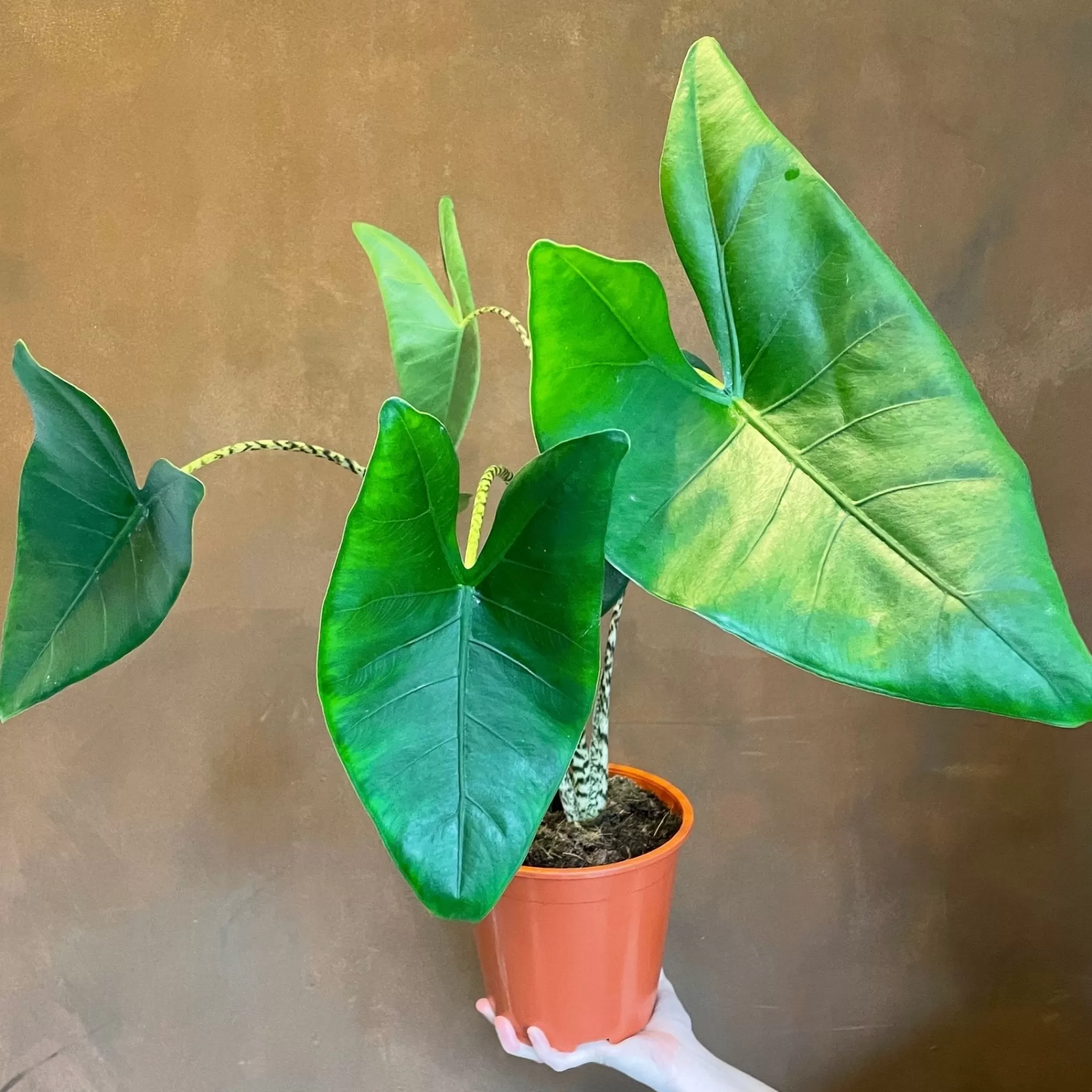 grow urban Alocasia Zebrina (19cm Pot)- Alocasia