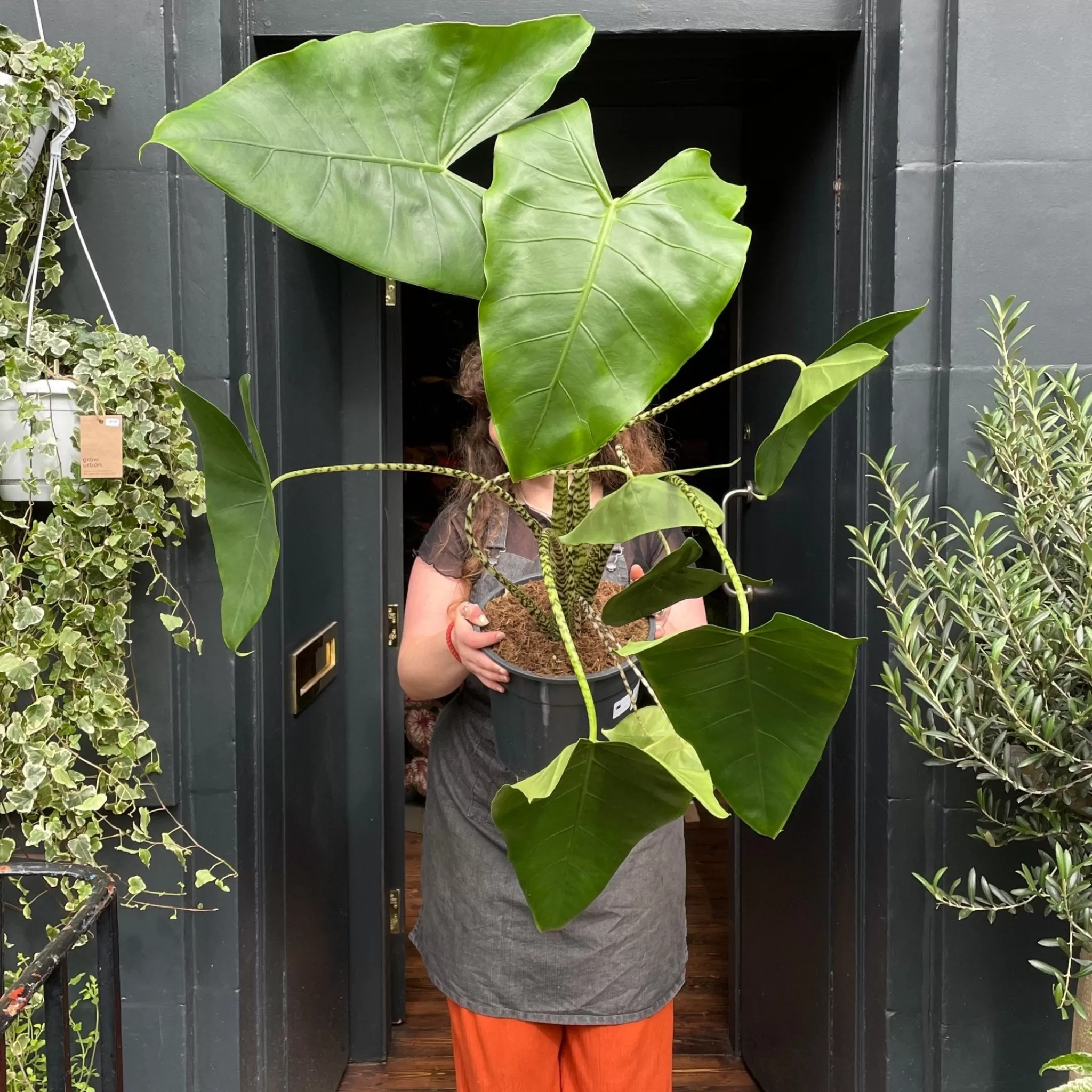 grow urban Alocasia Zebrina (27cm Pot)- Alocasia