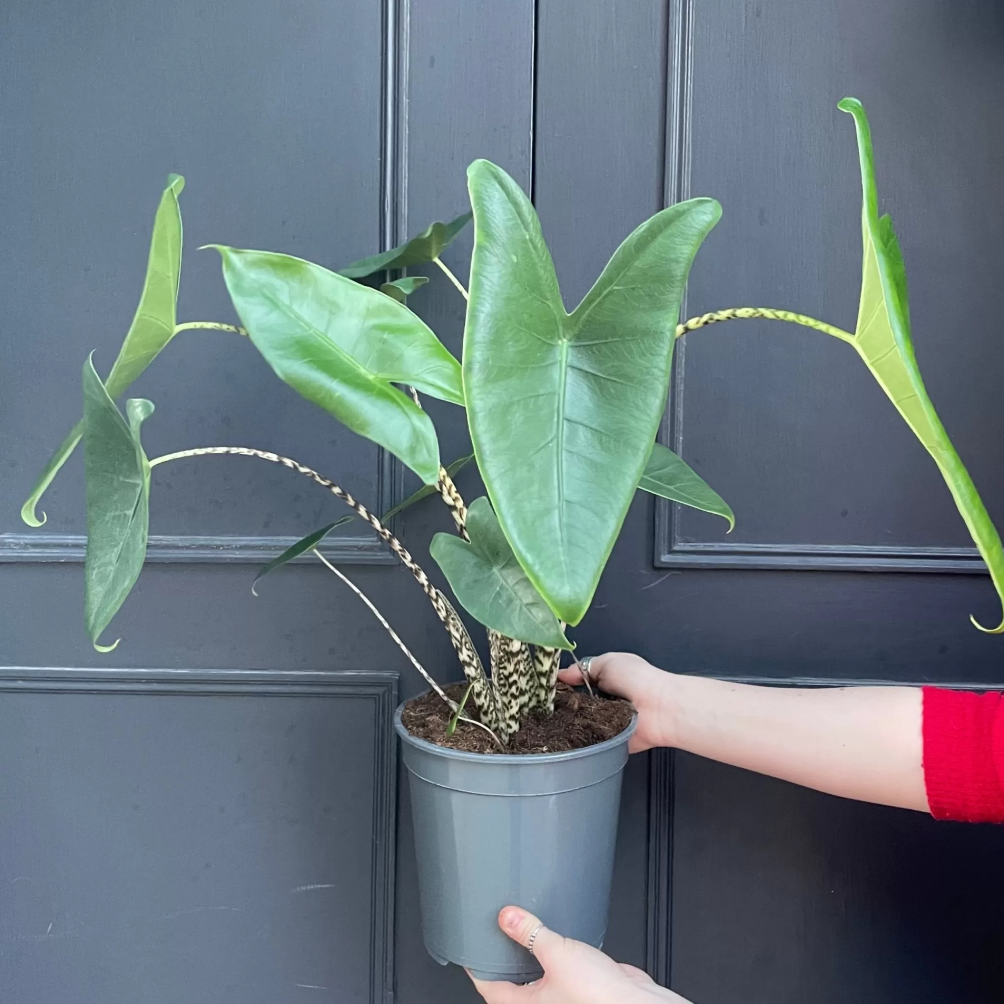 grow urban Alocasia Zebrina (21cm Pot)- Alocasia