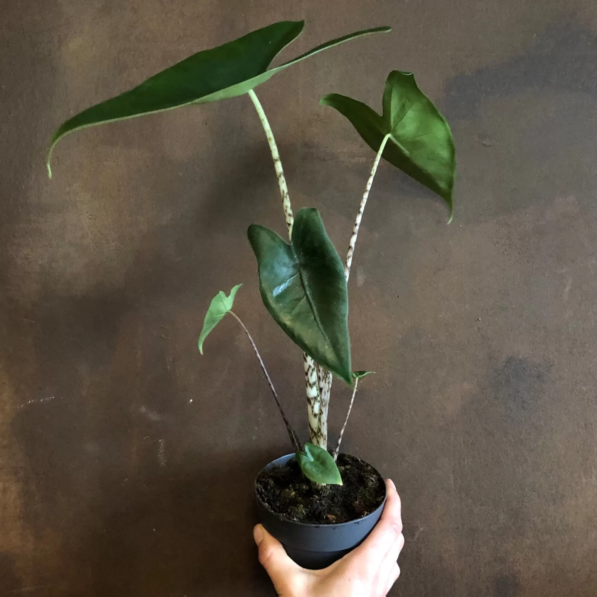 grow urban Alocasia Zebrina (11cm Pot)- Alocasia
