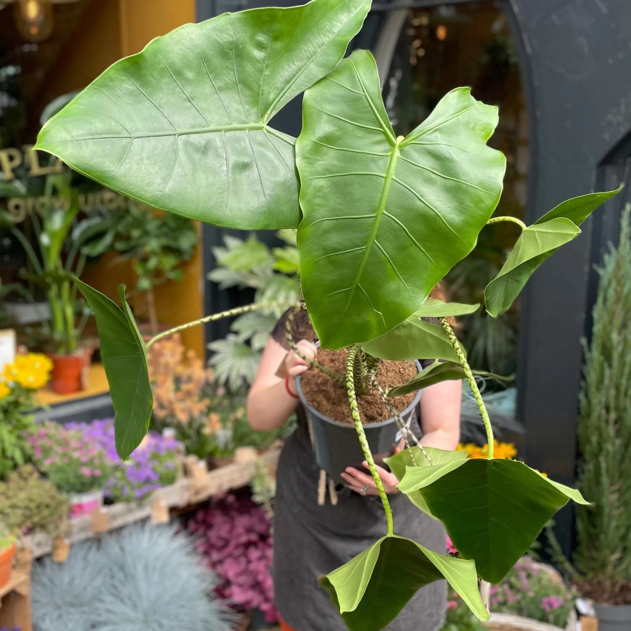 grow urban Alocasia Zebrina (27cm Pot)- Alocasia
