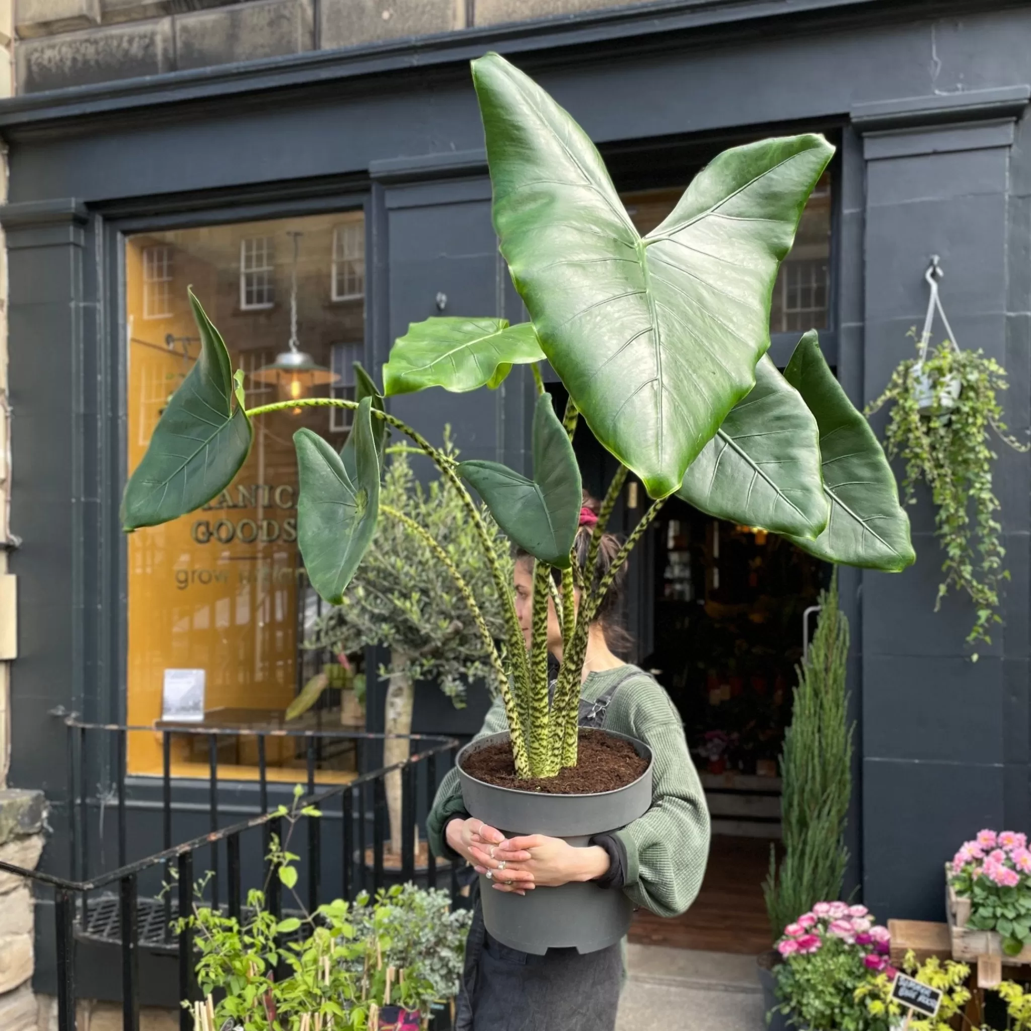 grow urban Alocasia Zebrina (32cm Pot)- Alocasia