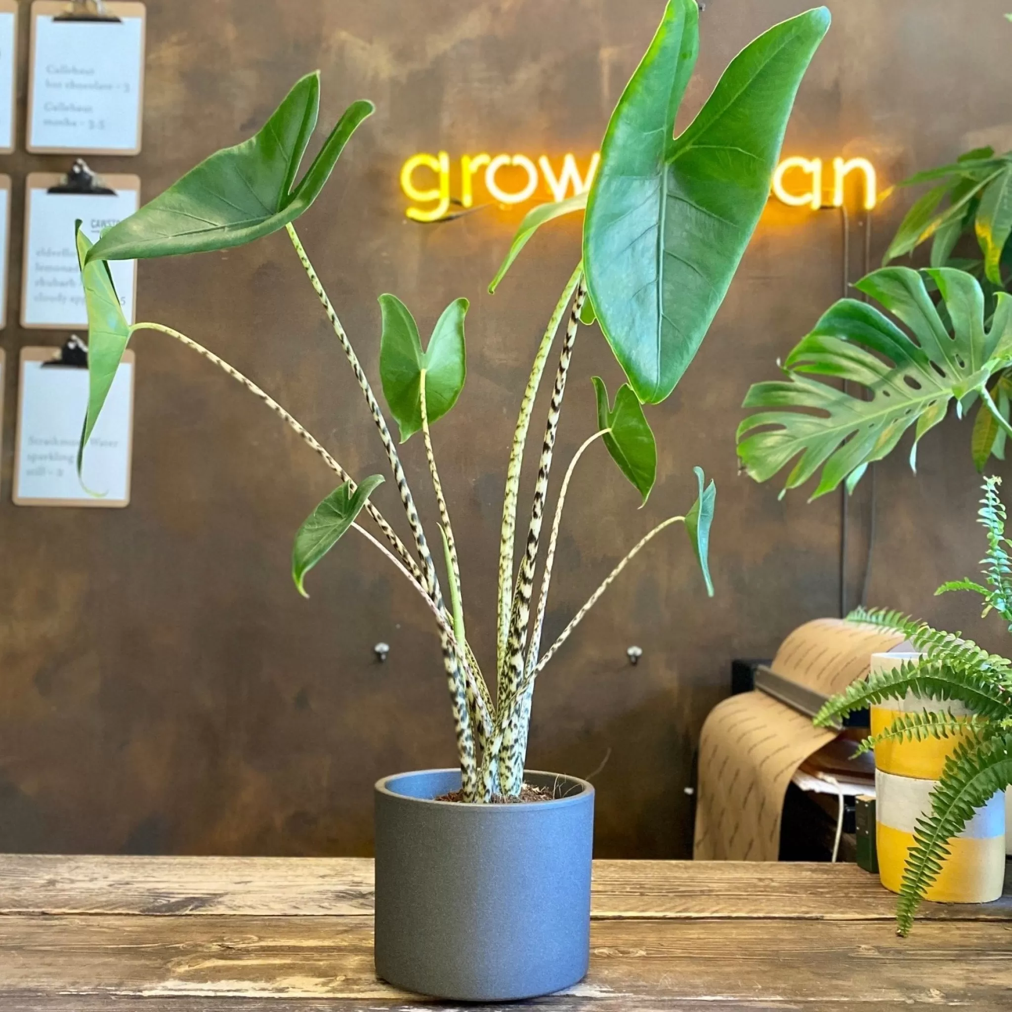 grow urban Alocasia Zebrina (17cm Pot)- Alocasia