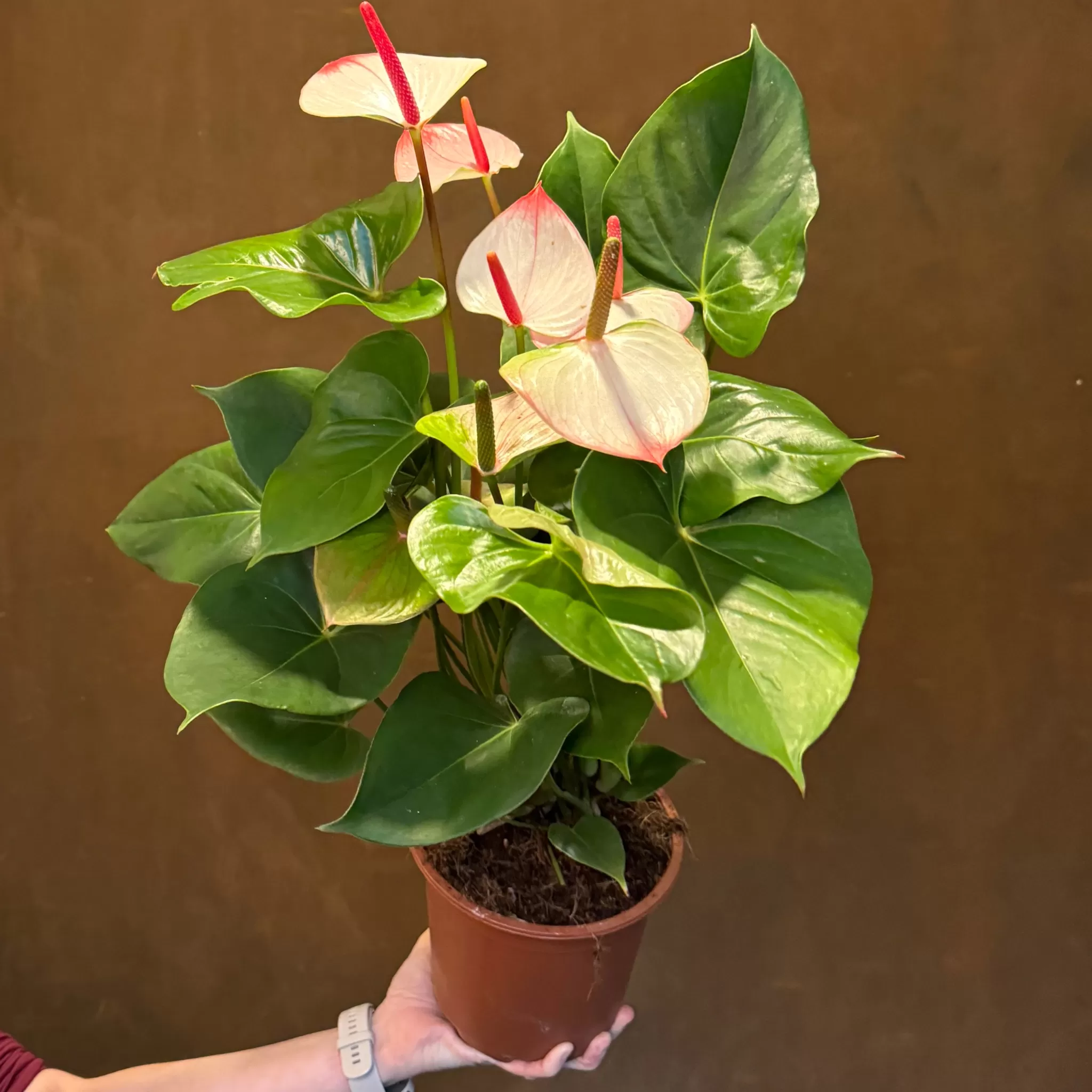 grow urban Anthurium 'Amalia Elegance'- Foliage Plants