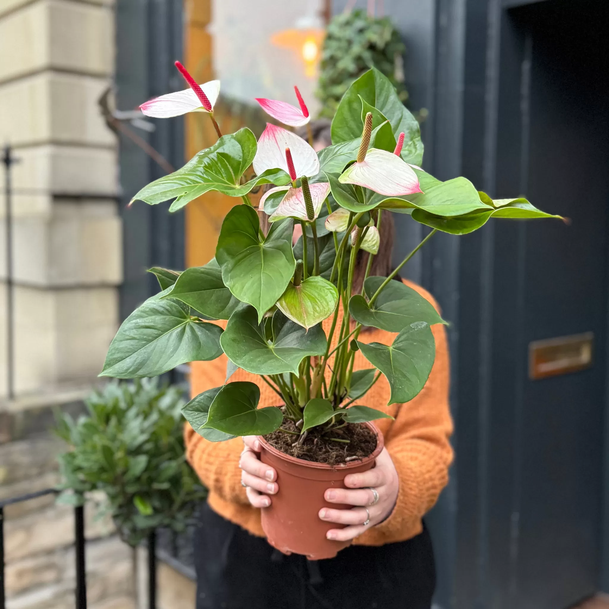 grow urban Anthurium 'Amalia Elegance'- Foliage Plants