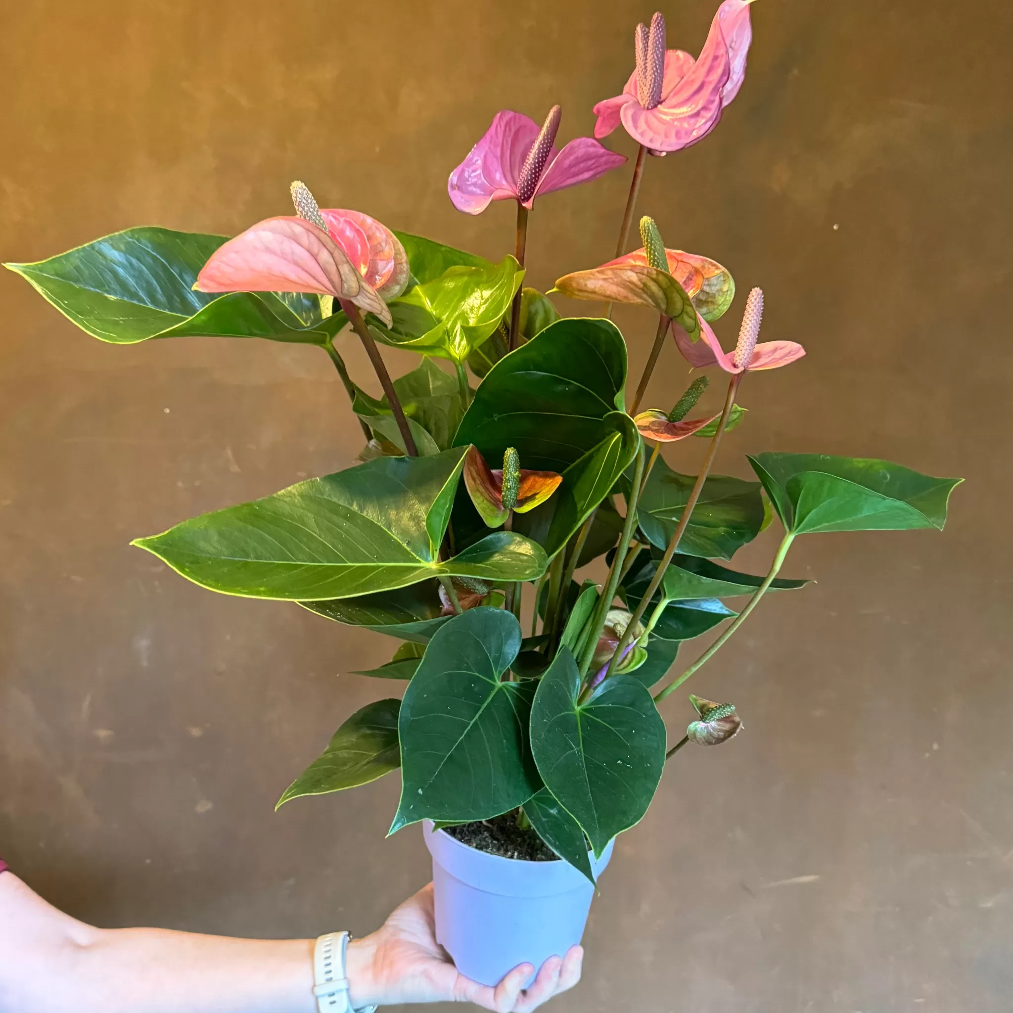 grow urban Anthurium 'Cavalli'- Foliage Plants