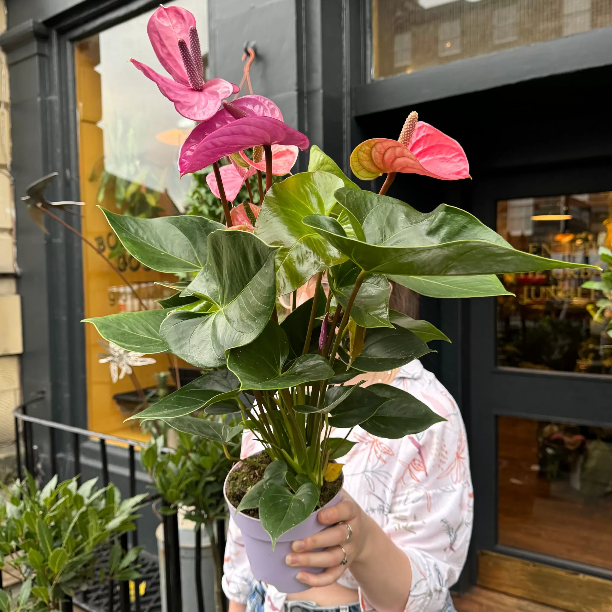 grow urban Anthurium 'Cavalli'- Foliage Plants