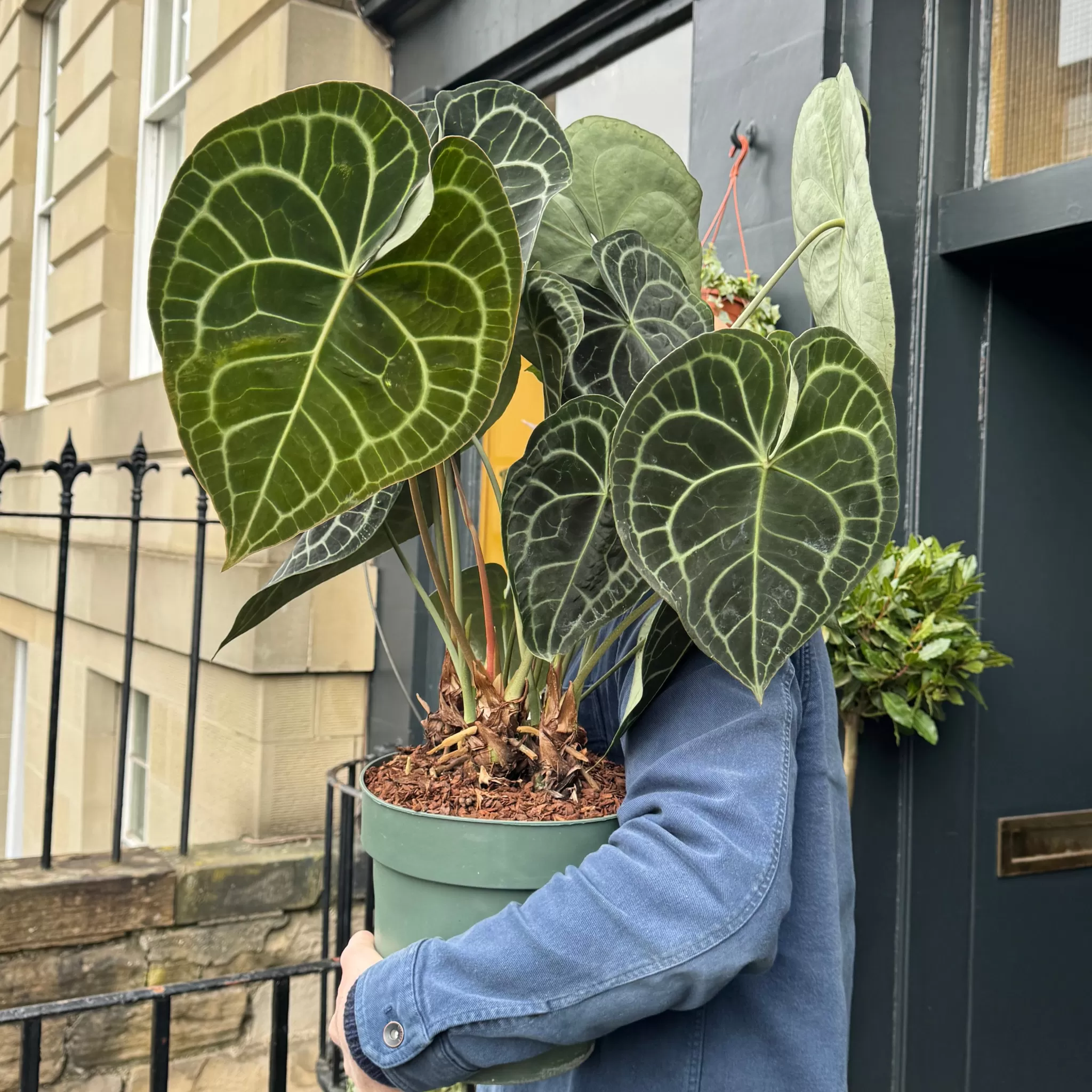 grow urban Anthurium Clarinervium (24cm Pot)- Rarely Seen | Large & Tall Plants