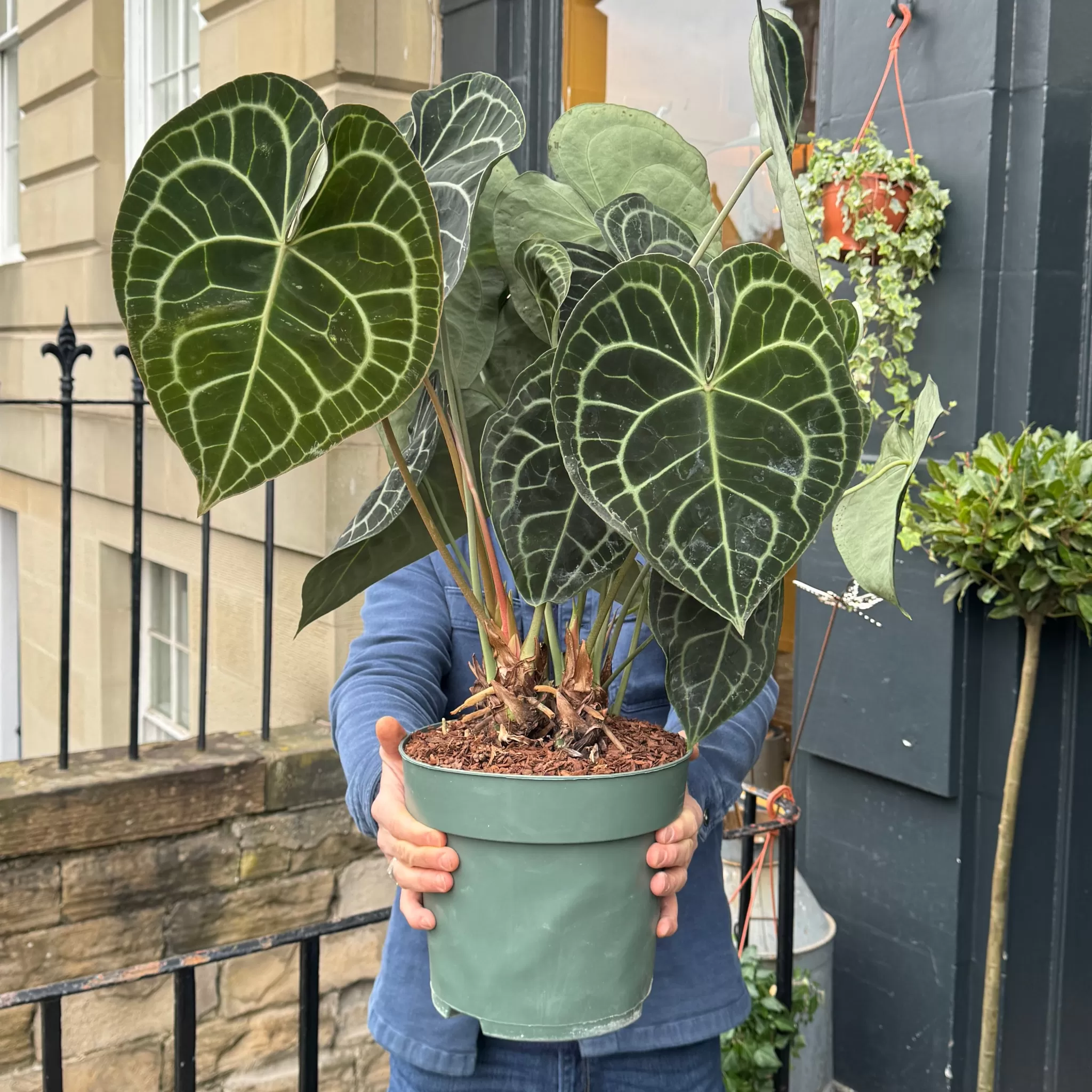 grow urban Anthurium Clarinervium (24cm Pot)- Rarely Seen | Large & Tall Plants