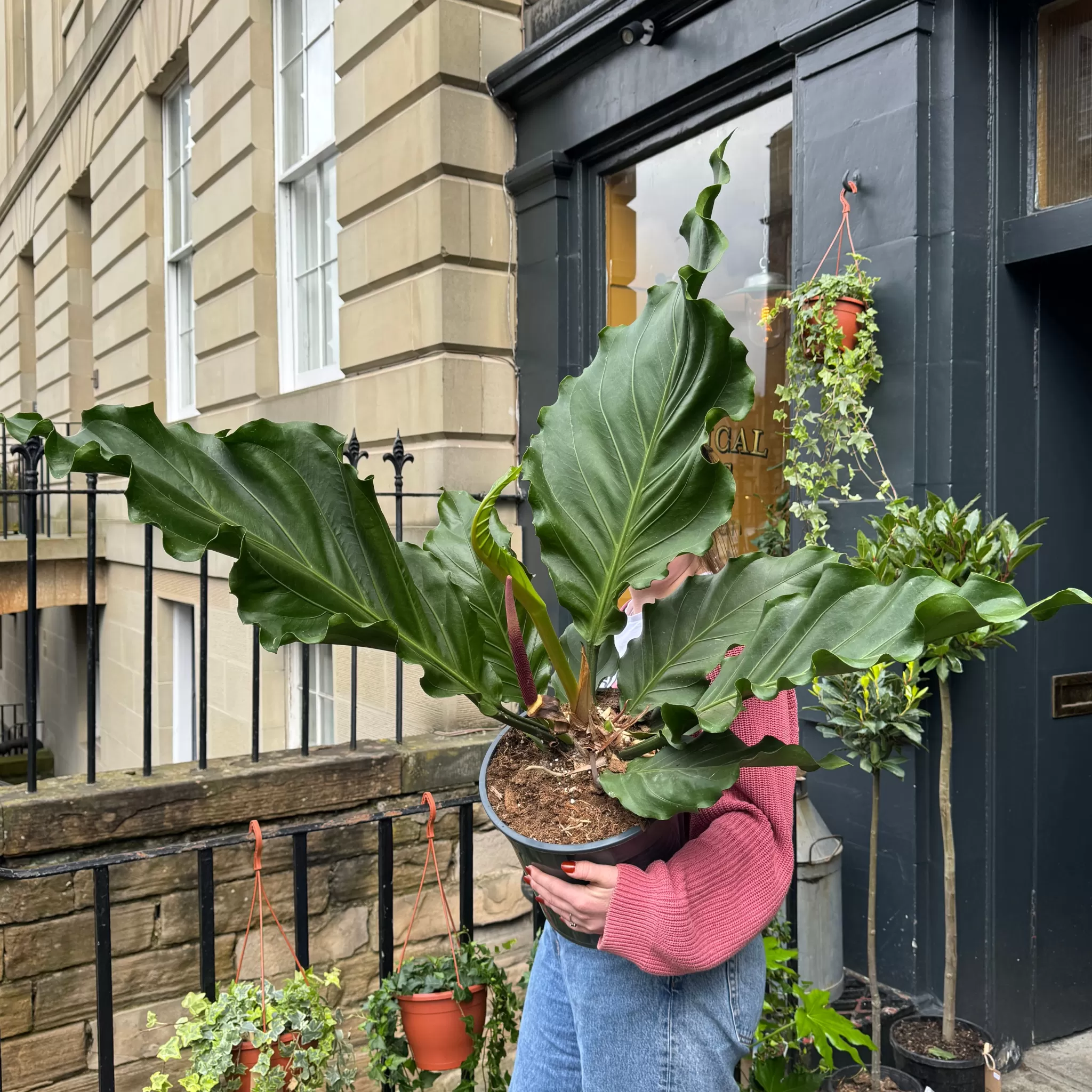 grow urban Anthurium Hookeri- Rarely Seen | Large & Tall Plants