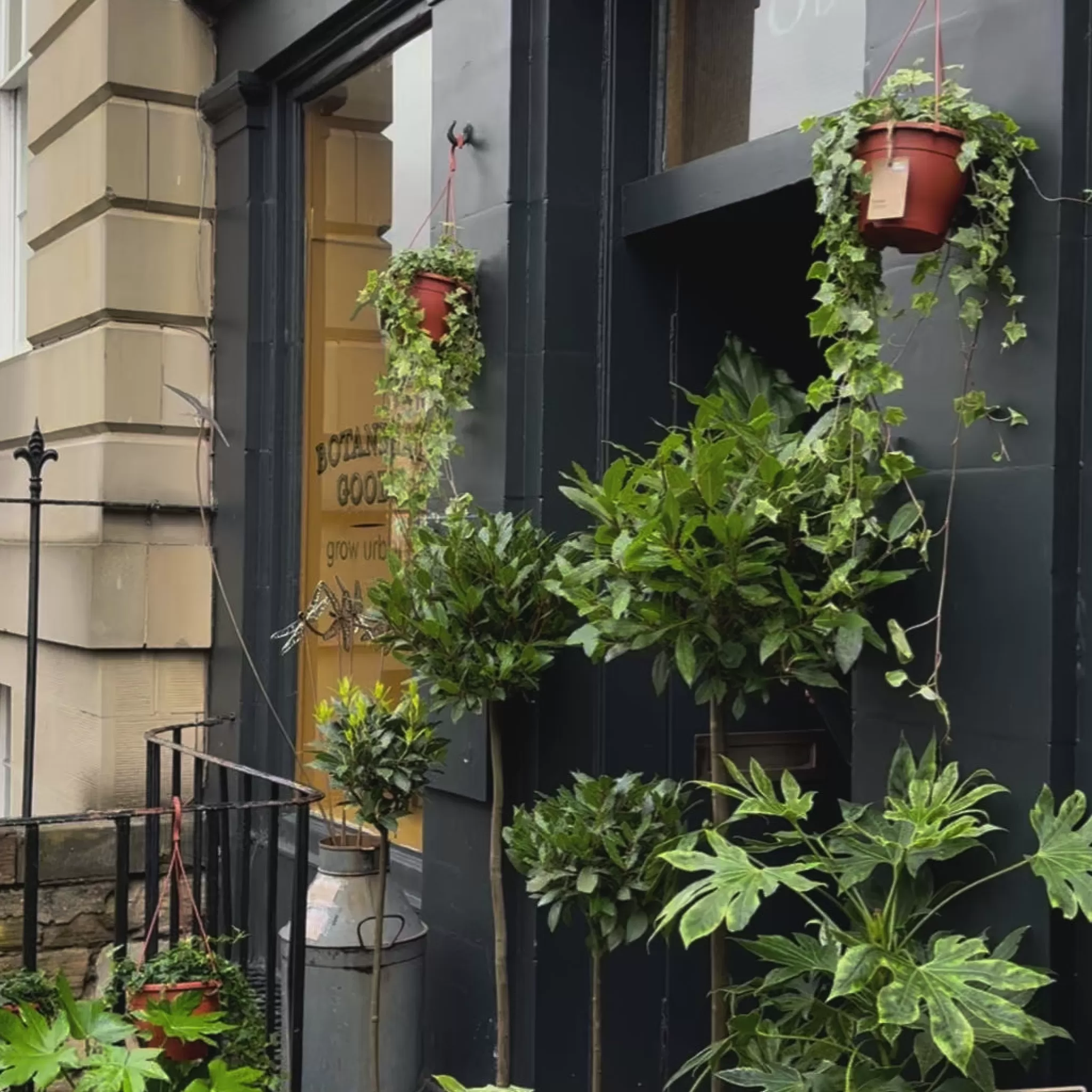 grow urban Anthurium Hookeri- Rarely Seen | Large & Tall Plants