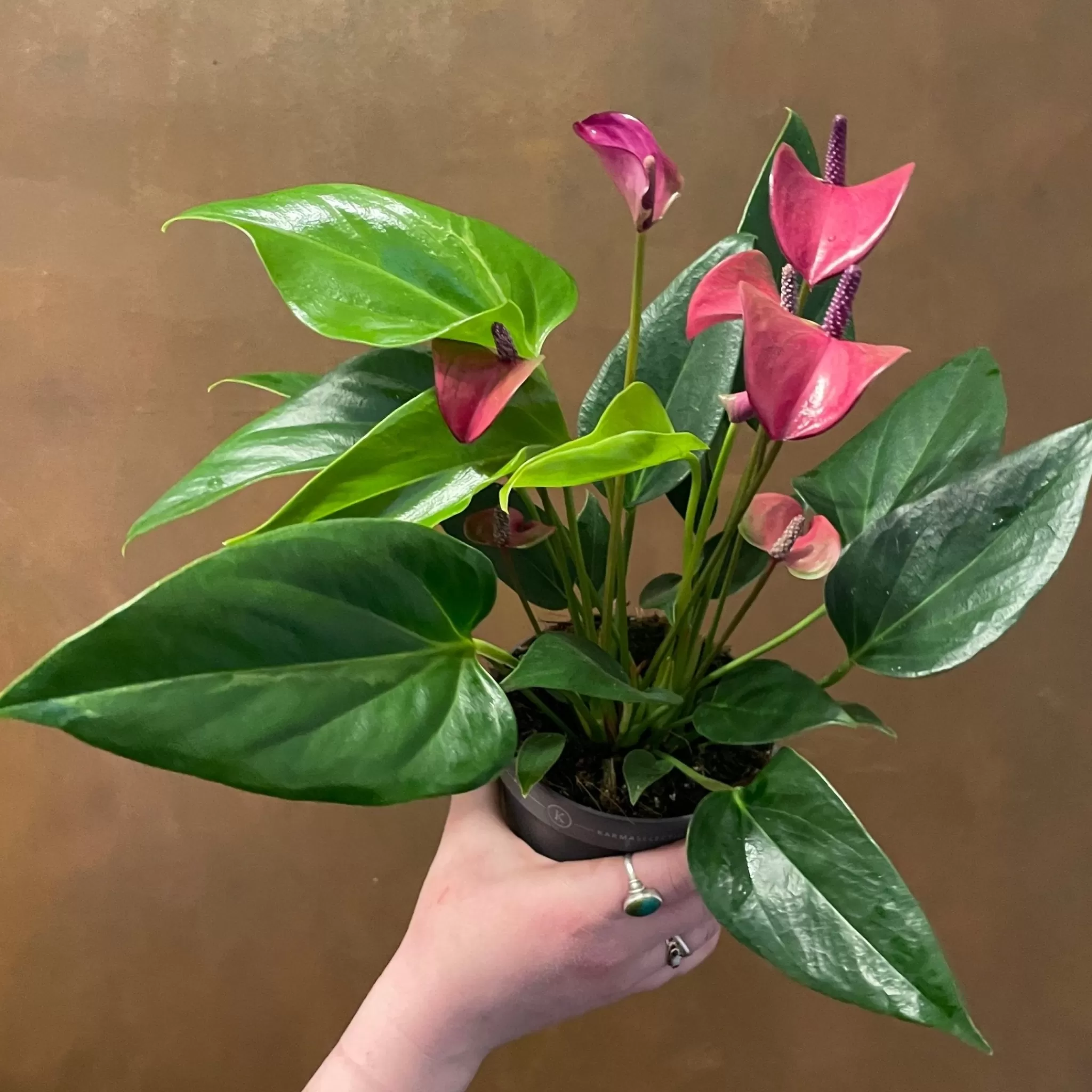 grow urban Anthurium ‘Karma Purple’- Foliage Plants