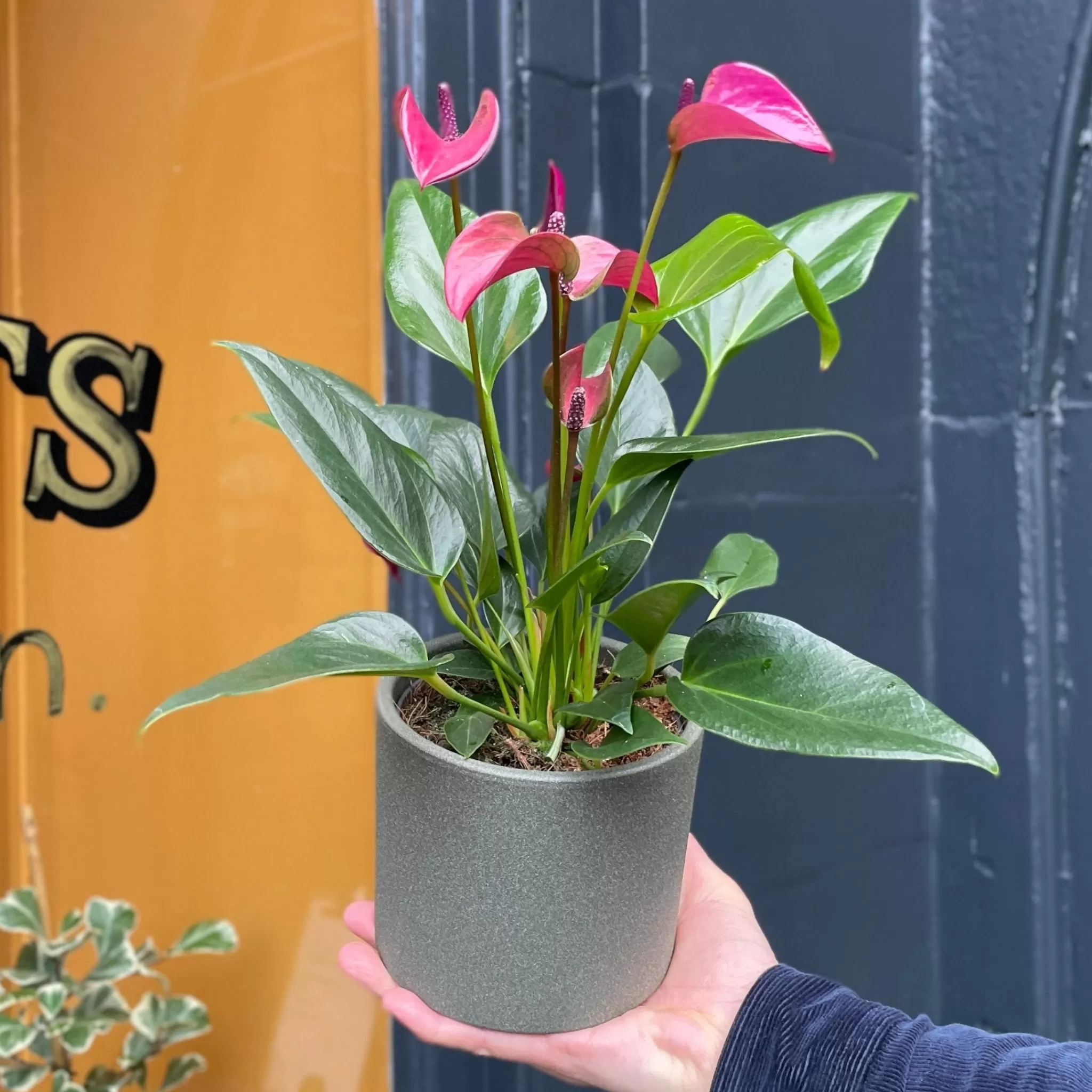 grow urban Anthurium ‘Karma Purple’- Foliage Plants