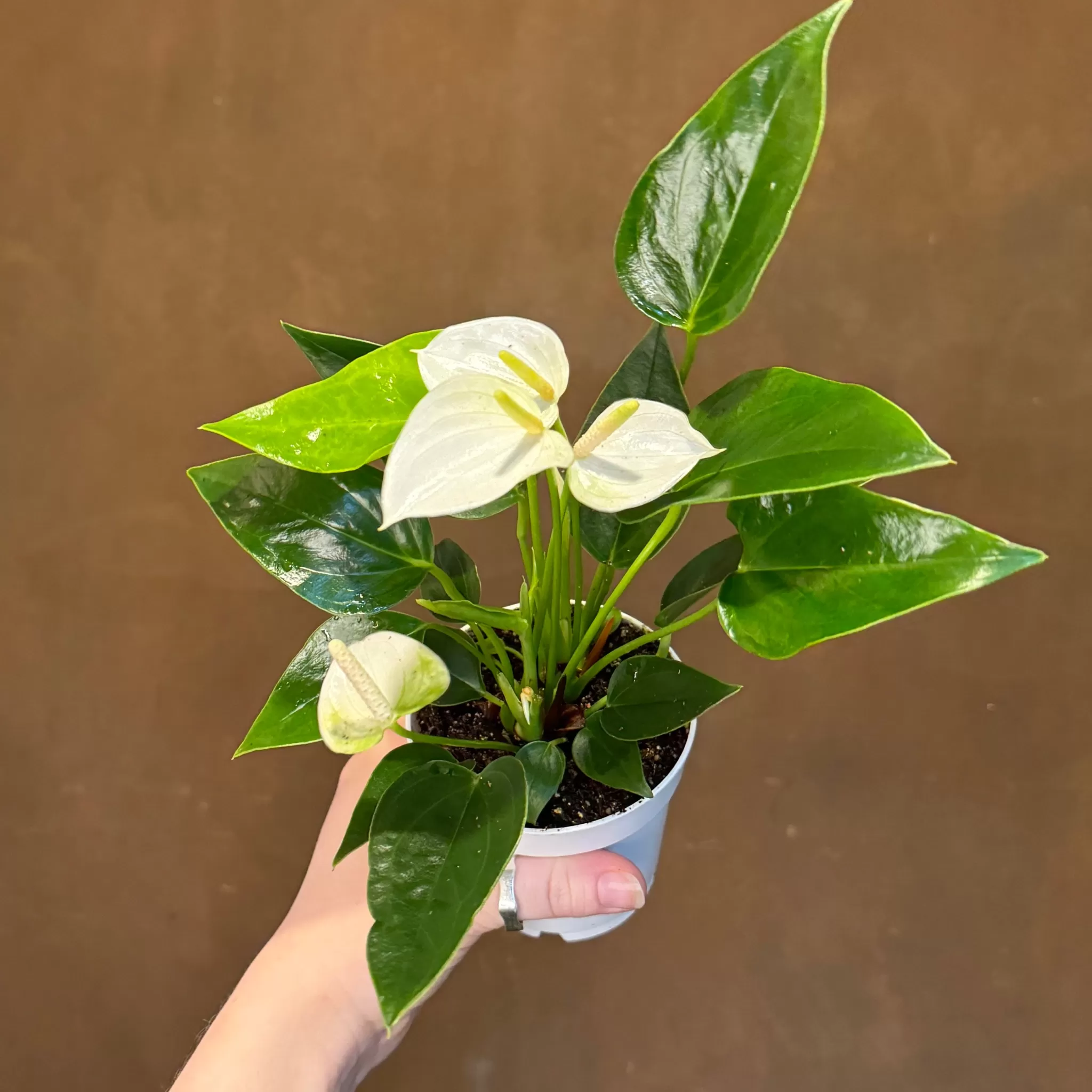 grow urban Anthurium ‘Royal White Champion’ (9cm Pot)- Foliage Plants