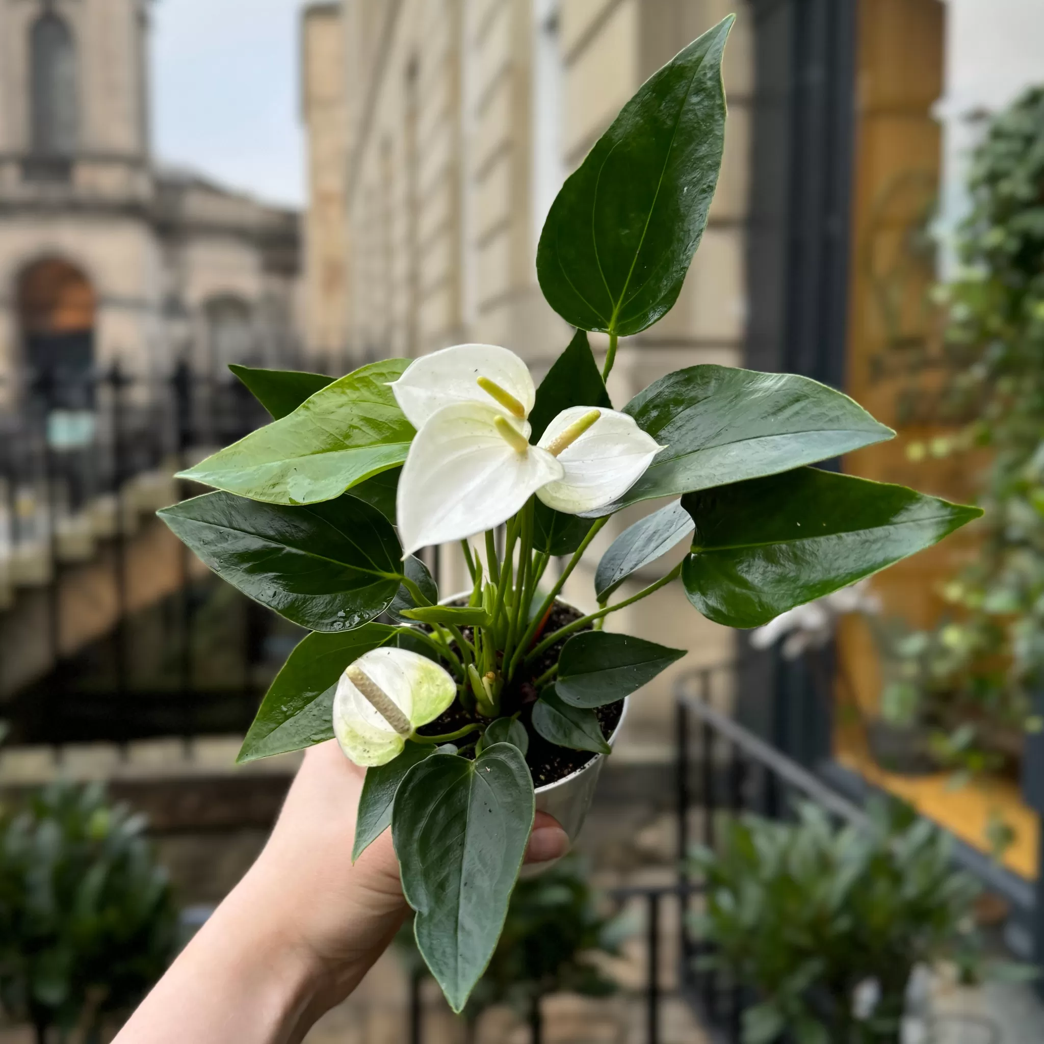 grow urban Anthurium ‘Royal White Champion’ (9cm Pot)- Foliage Plants