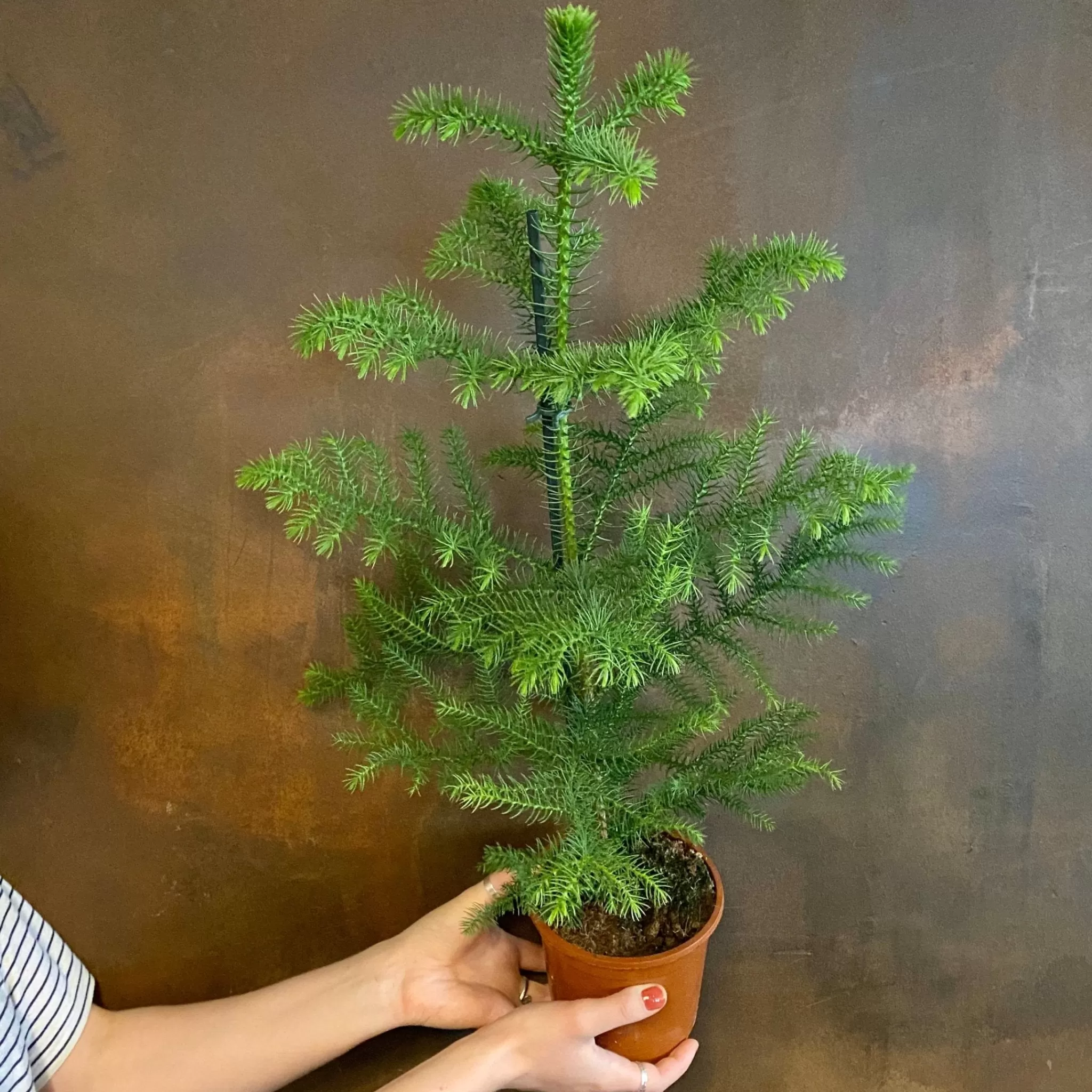 grow urban Araucaria Heterophylla- Foliage Plants