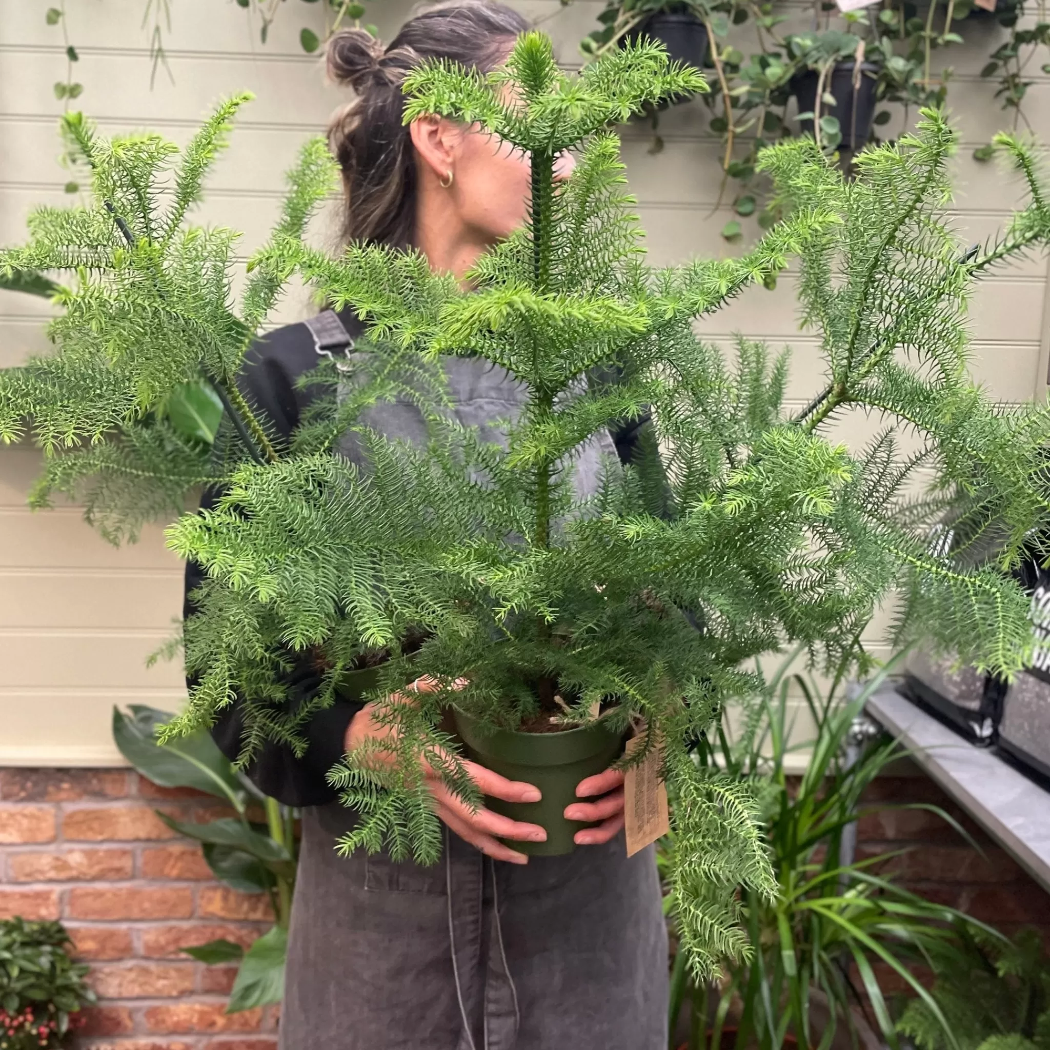 grow urban Araucaria Heterophylla- Foliage Plants
