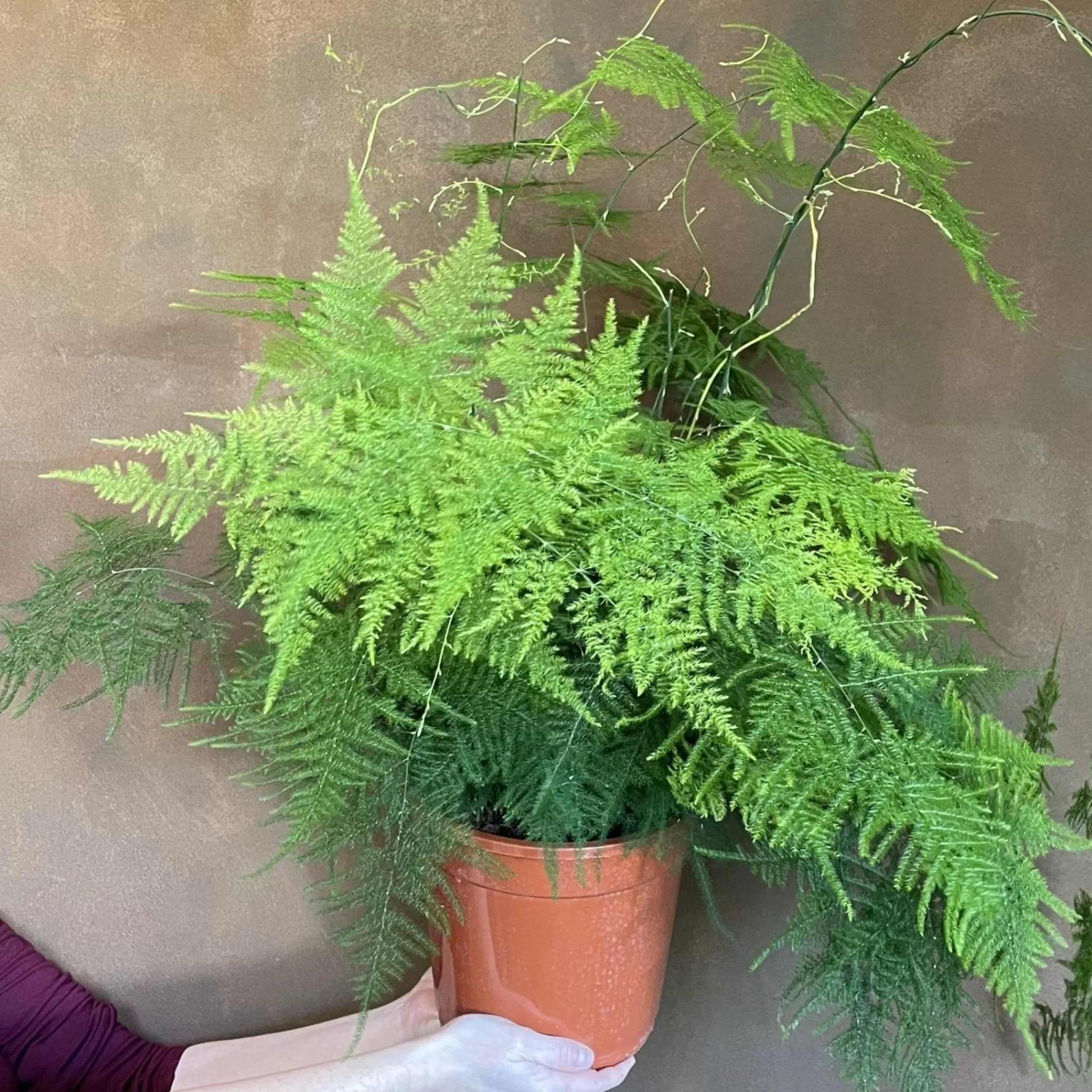 grow urban Asparagus Setaceus (21cm Pot)- Foliage Plants