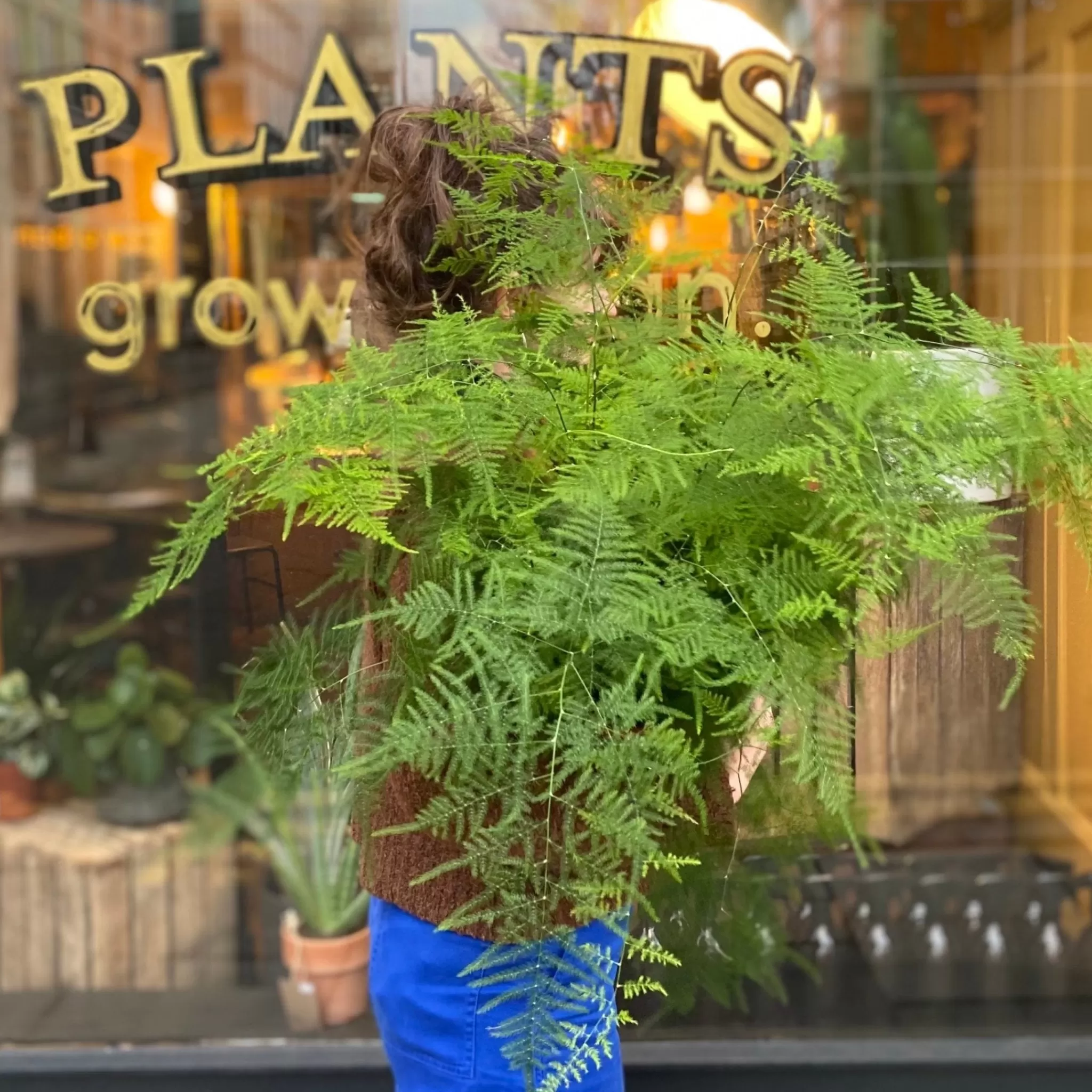 grow urban Asparagus Setaceus (21cm Pot)- Foliage Plants