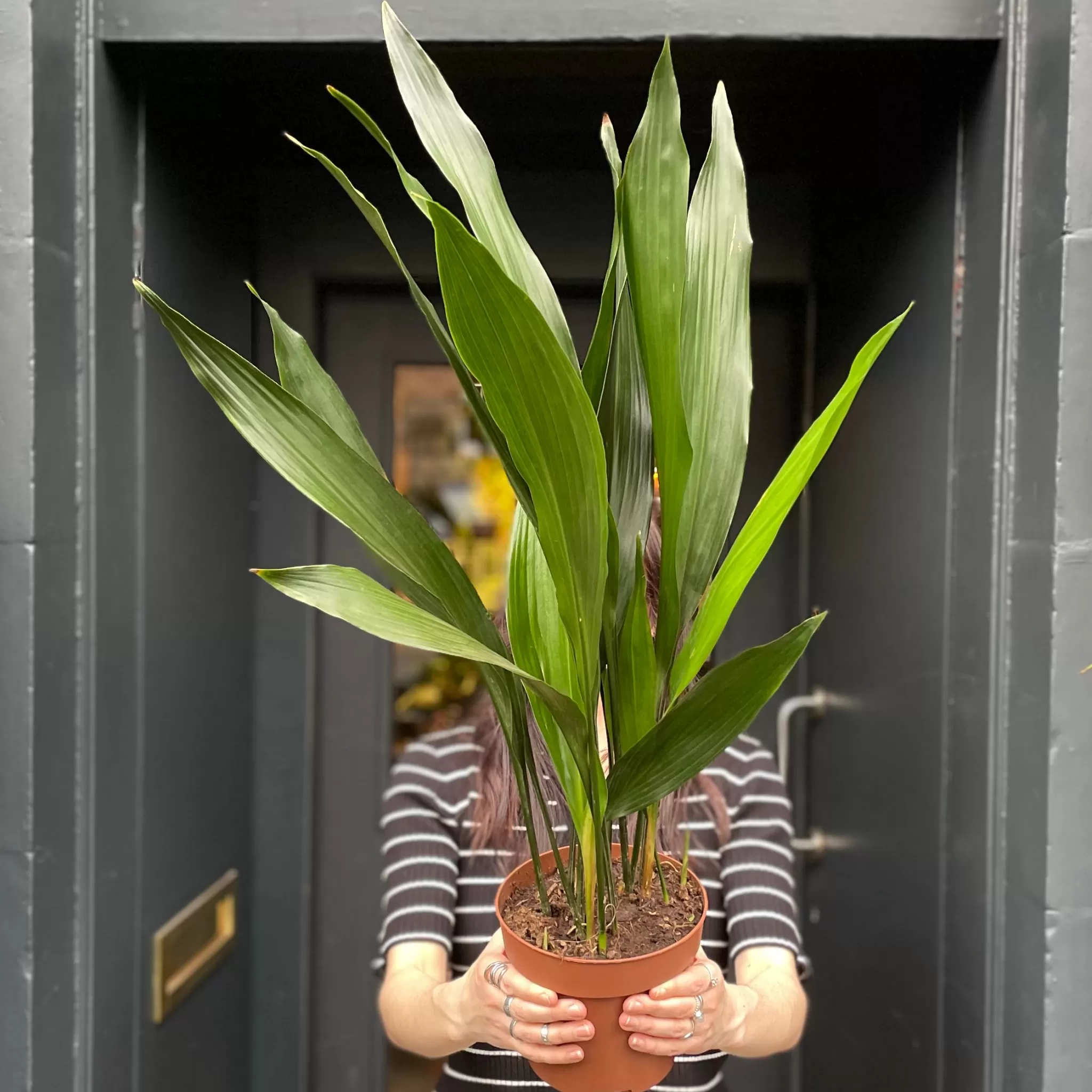grow urban Aspidistra Elatior (17cm Pot)- Shade Tolerant | Pet Friendly