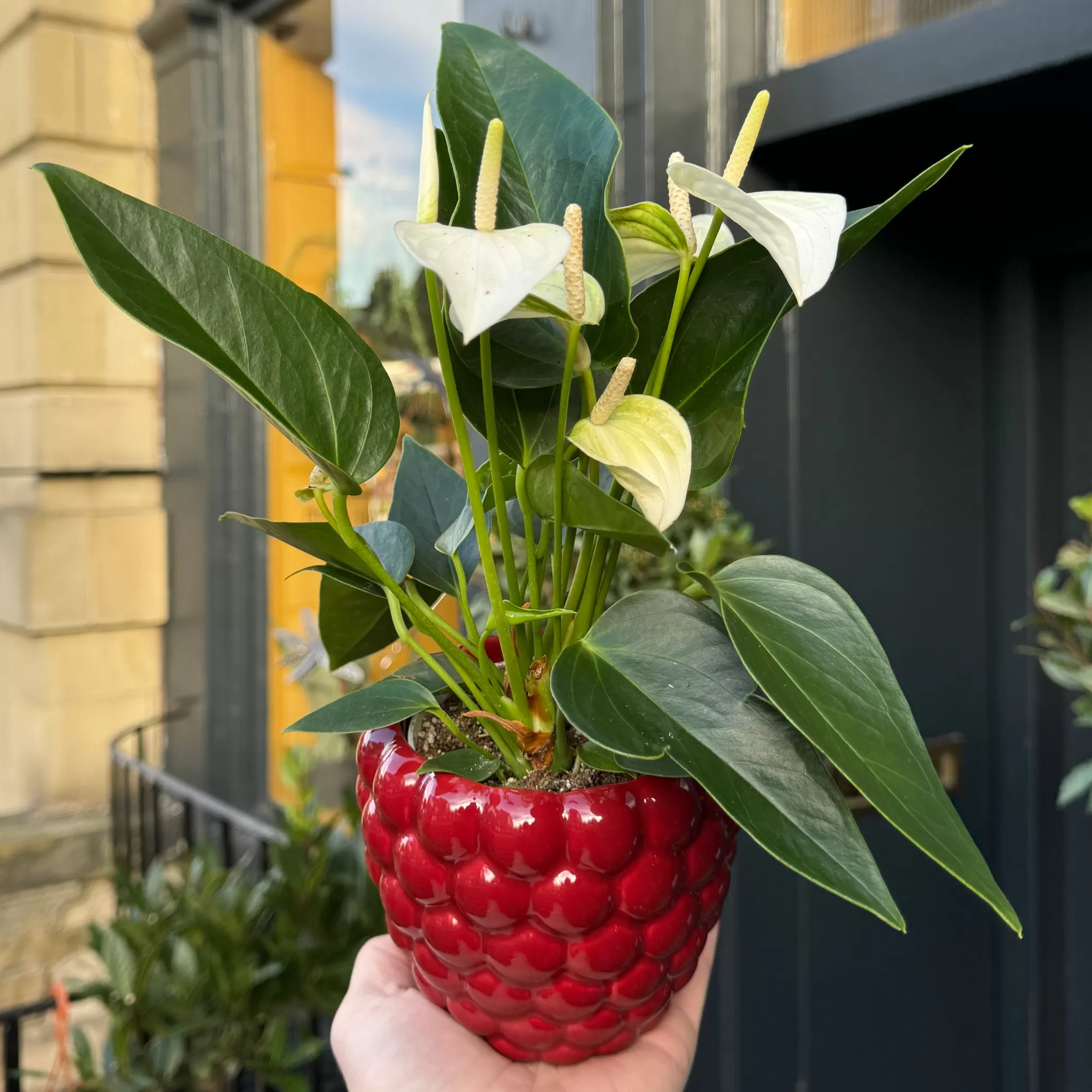 grow urban Berry Pot - Rouge | 12cm- Indoor Pots