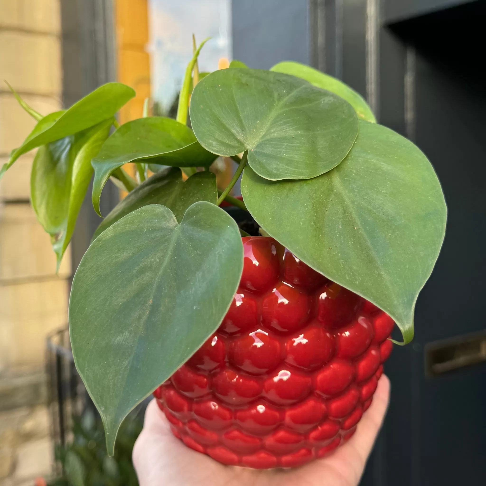 grow urban Berry Pot - Rouge | 14cm- Indoor Pots