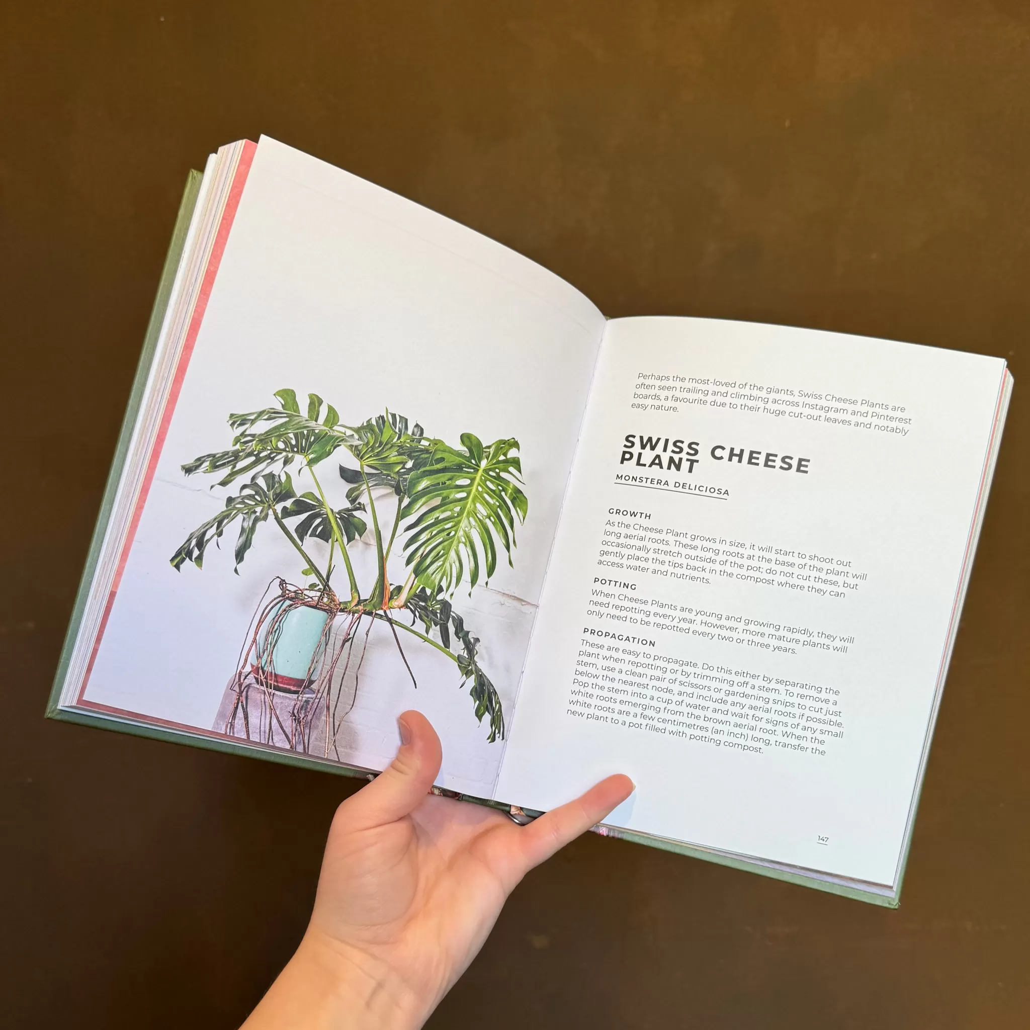 grow urban Big Book Of House Plants- Books