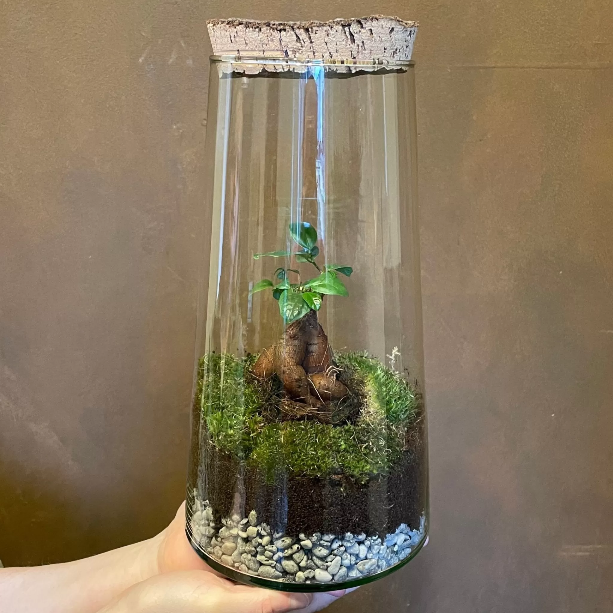 grow urban Bonsai Terrarium - Aged Cork- Gift Ideas | Gift Ideas