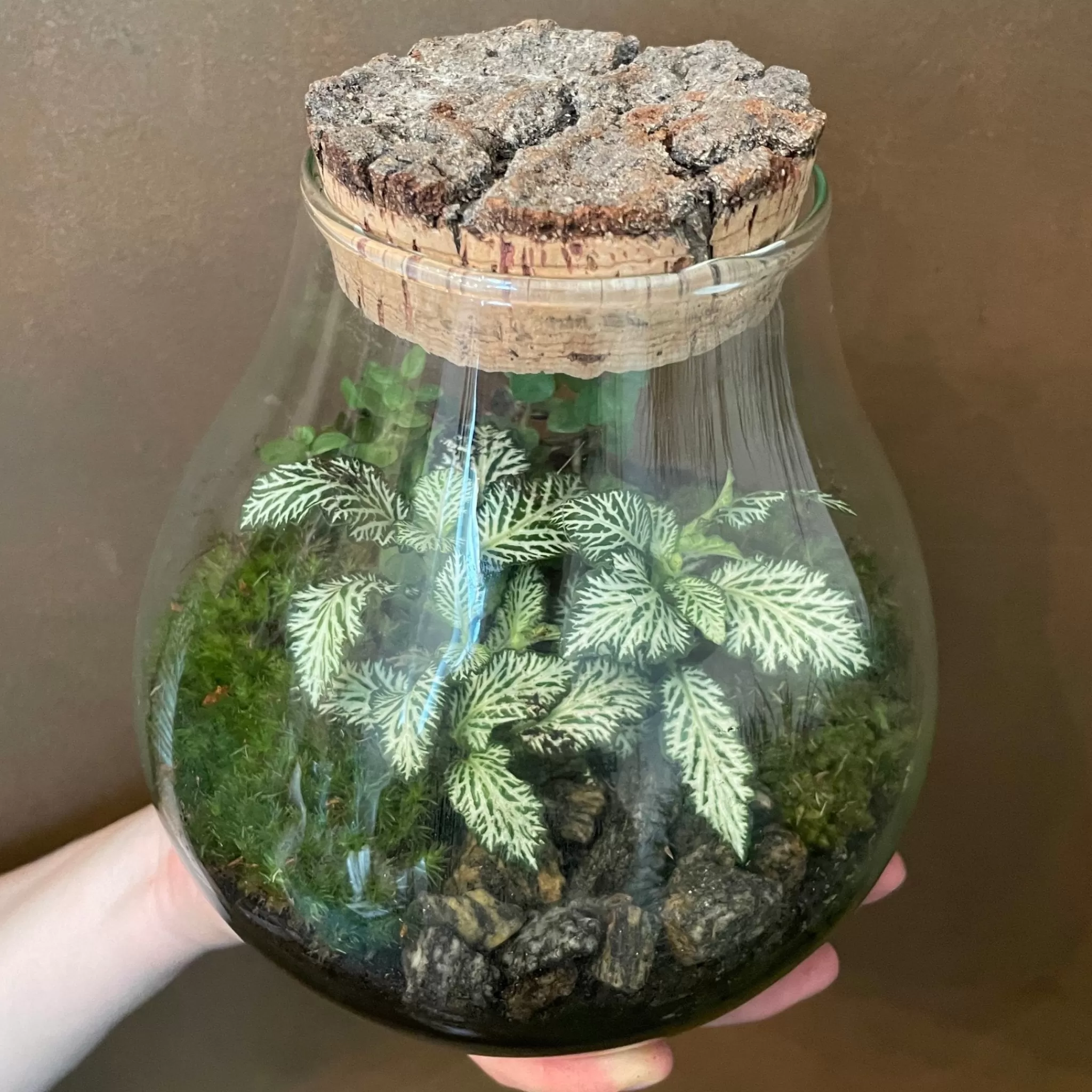 grow urban Bulb Terrarium - Aged Cork- Gift Ideas | Gift Ideas