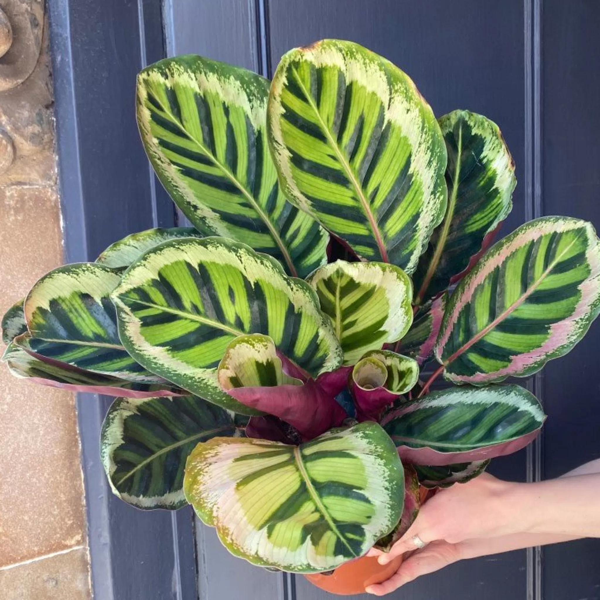 grow urban Calathea ‘Angela'- Calathea