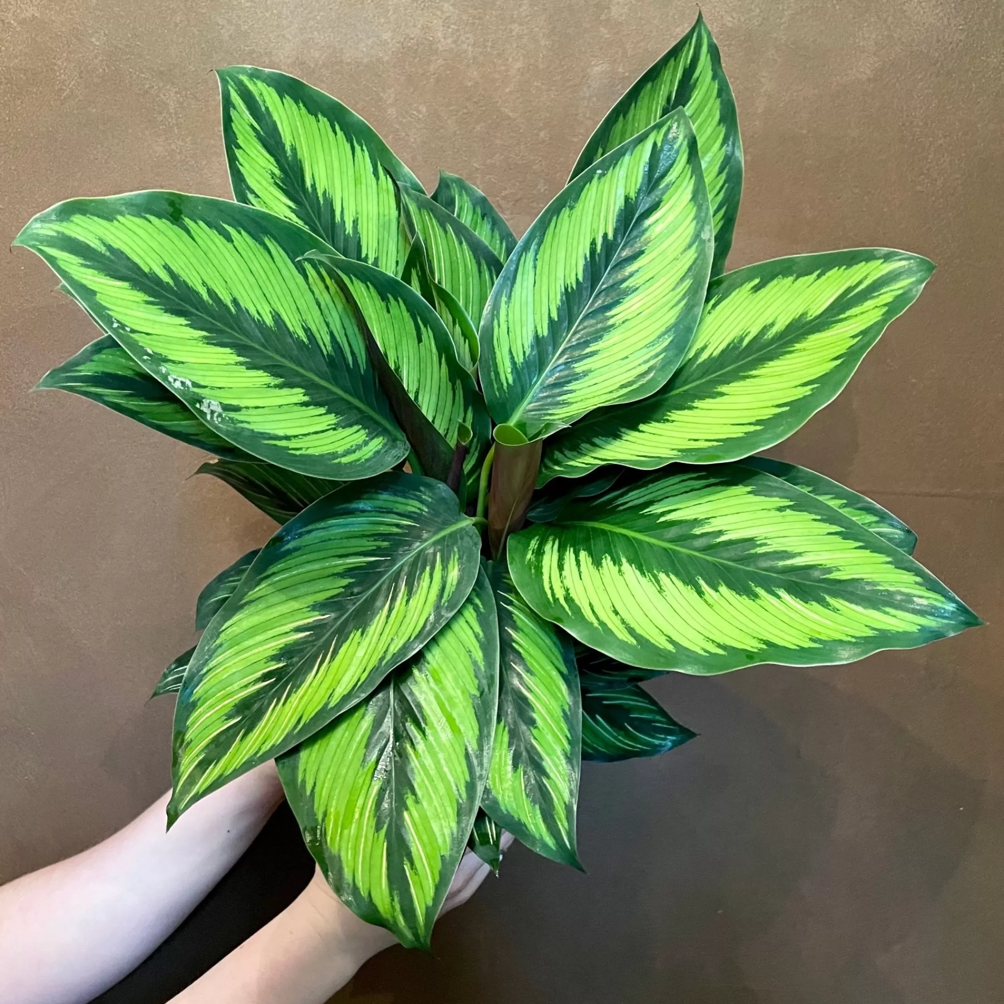 grow urban Calathea ‘Beauty Star’- Calathea