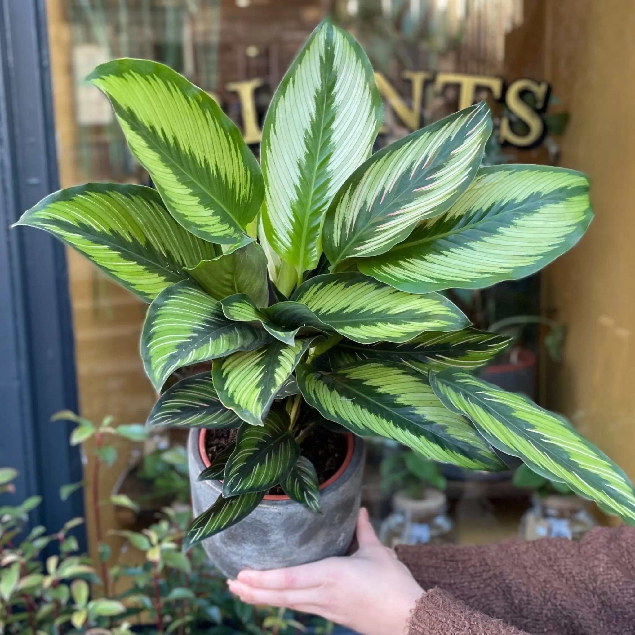 grow urban Calathea ‘Beauty Star’- Calathea