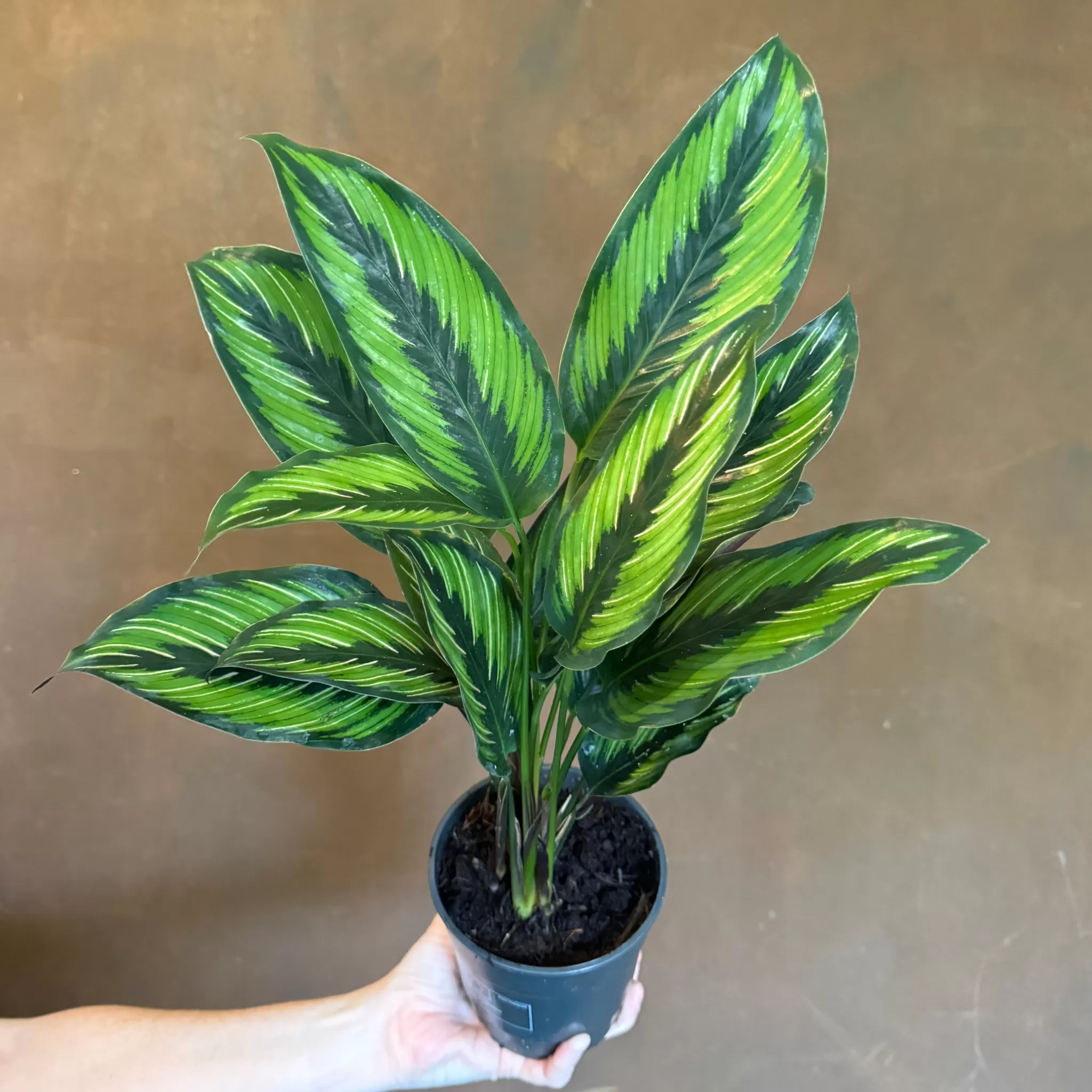 grow urban Calathea ‘Beauty Star’ (12cm Pot)- Calathea