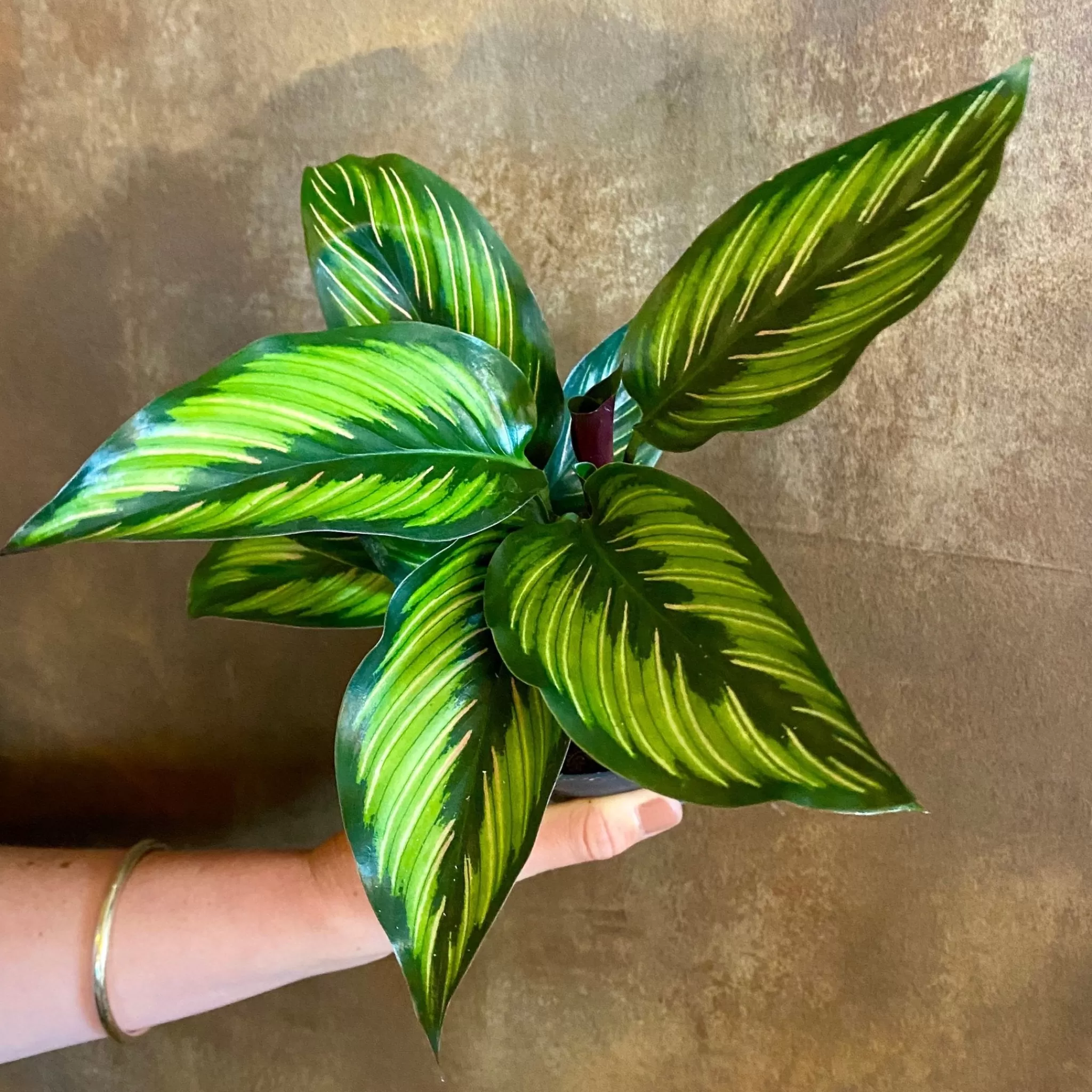 grow urban Calathea ‘Beauty Star’ (11cm Pot)- Calathea