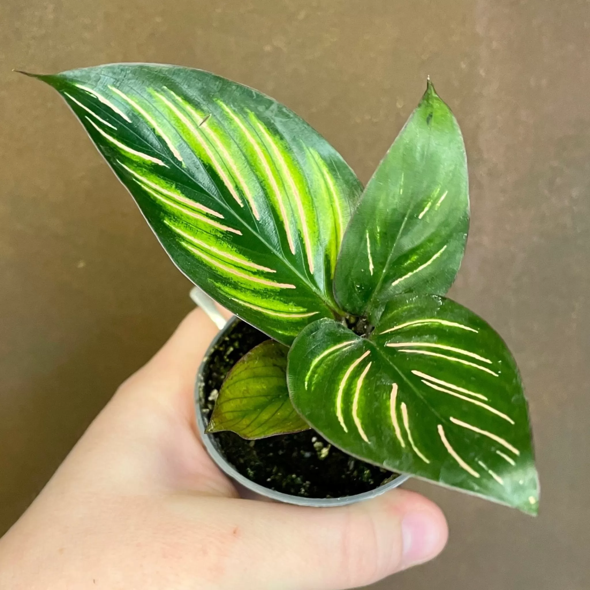 grow urban Calathea 'Beauty Star' (6cm Pot)- Calathea