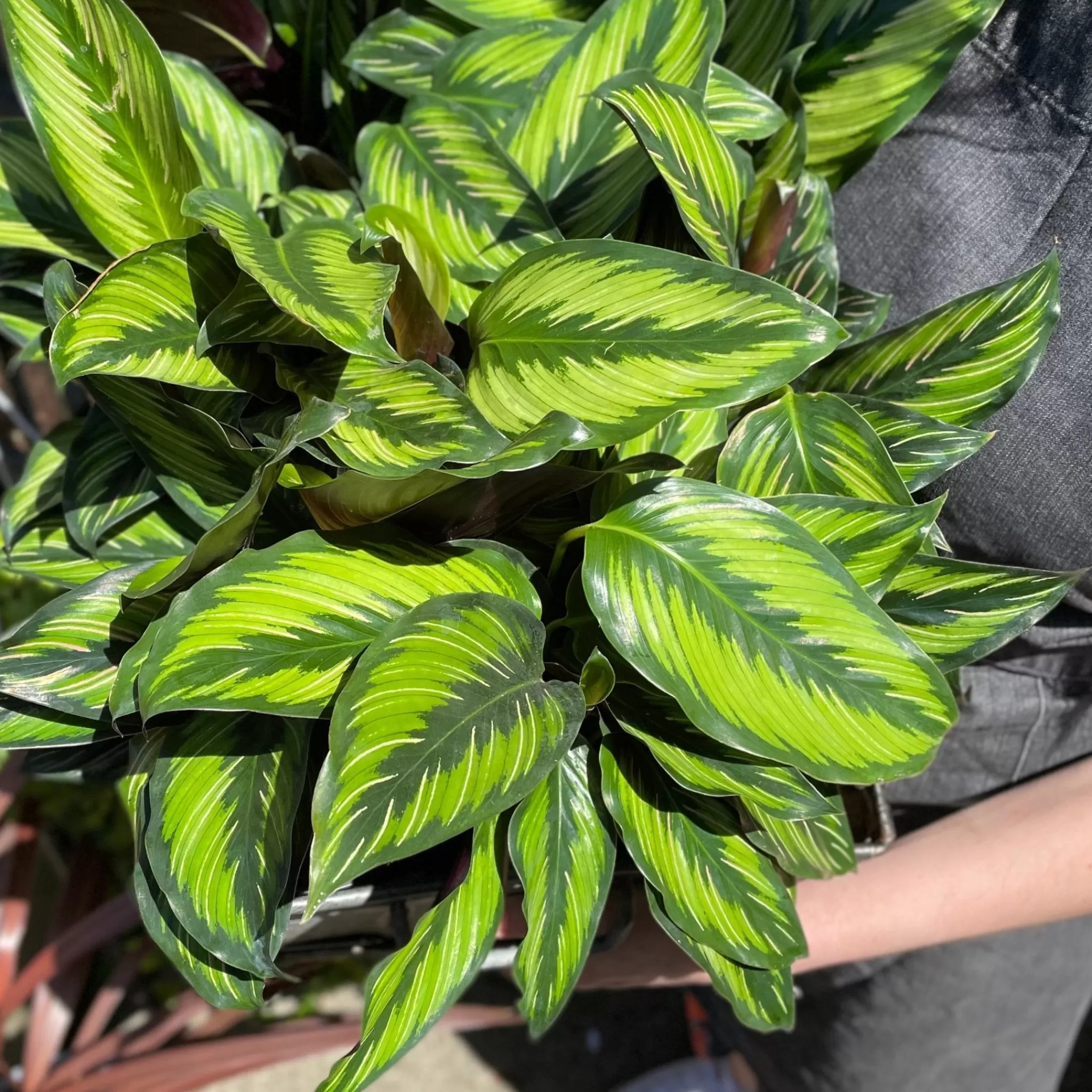 grow urban Calathea ‘Beauty Star’ (12cm Pot)- Calathea