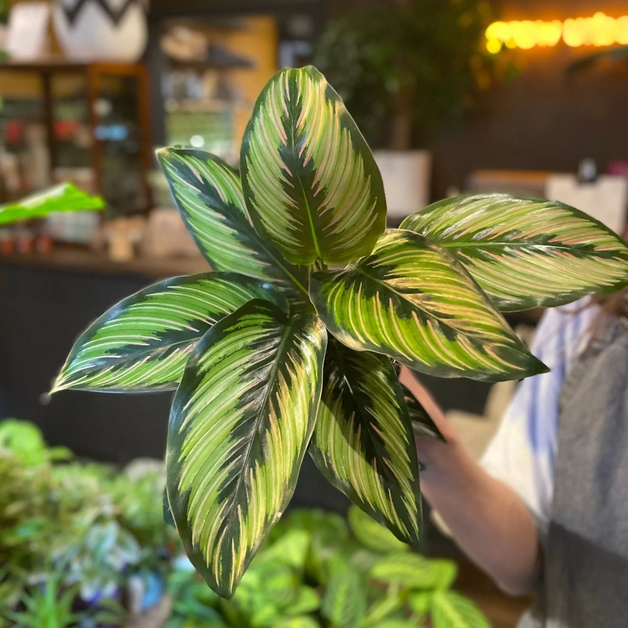 grow urban Calathea ‘Beauty Star’ (11cm Pot)- Calathea