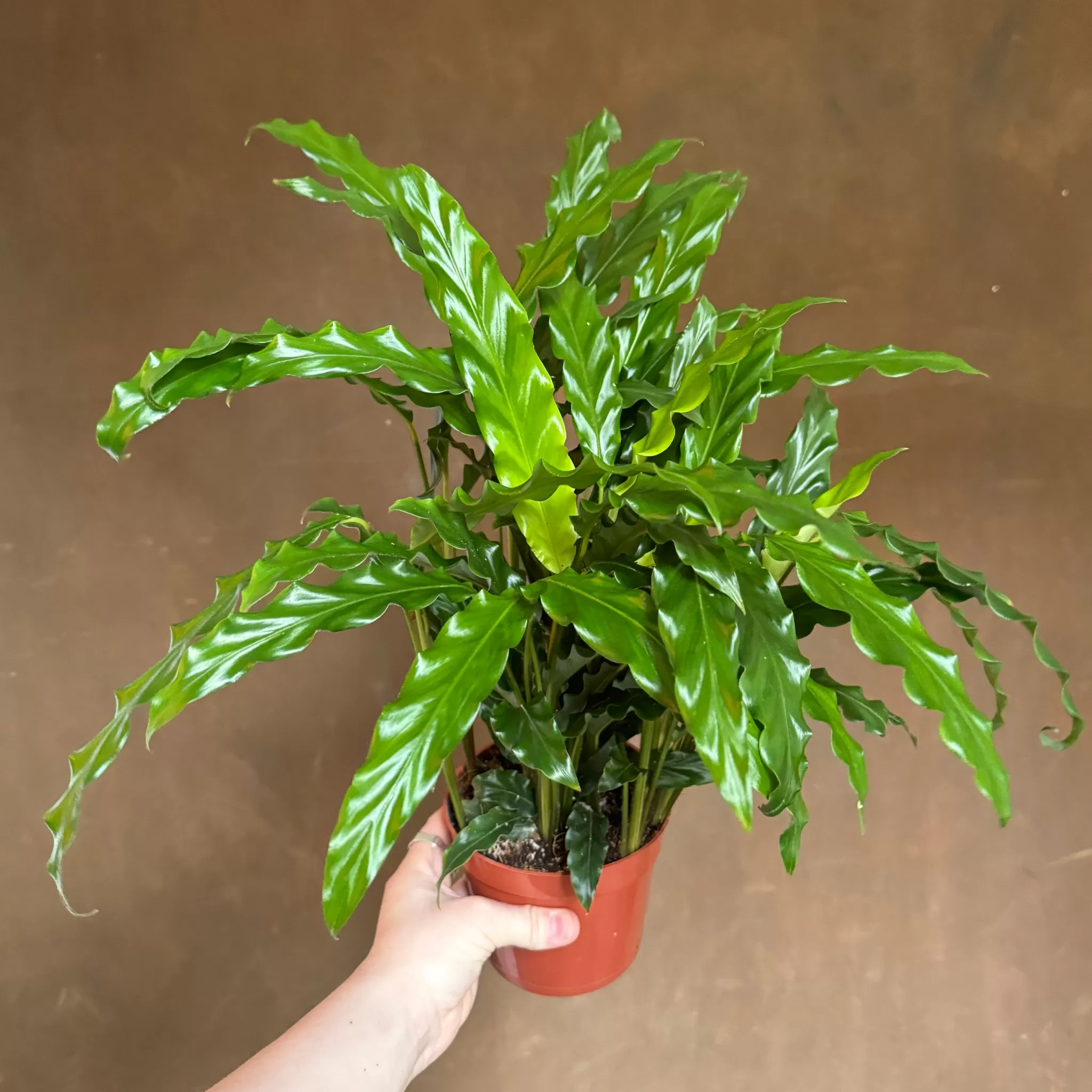 grow urban Calathea 'Bluegrass'- Calathea