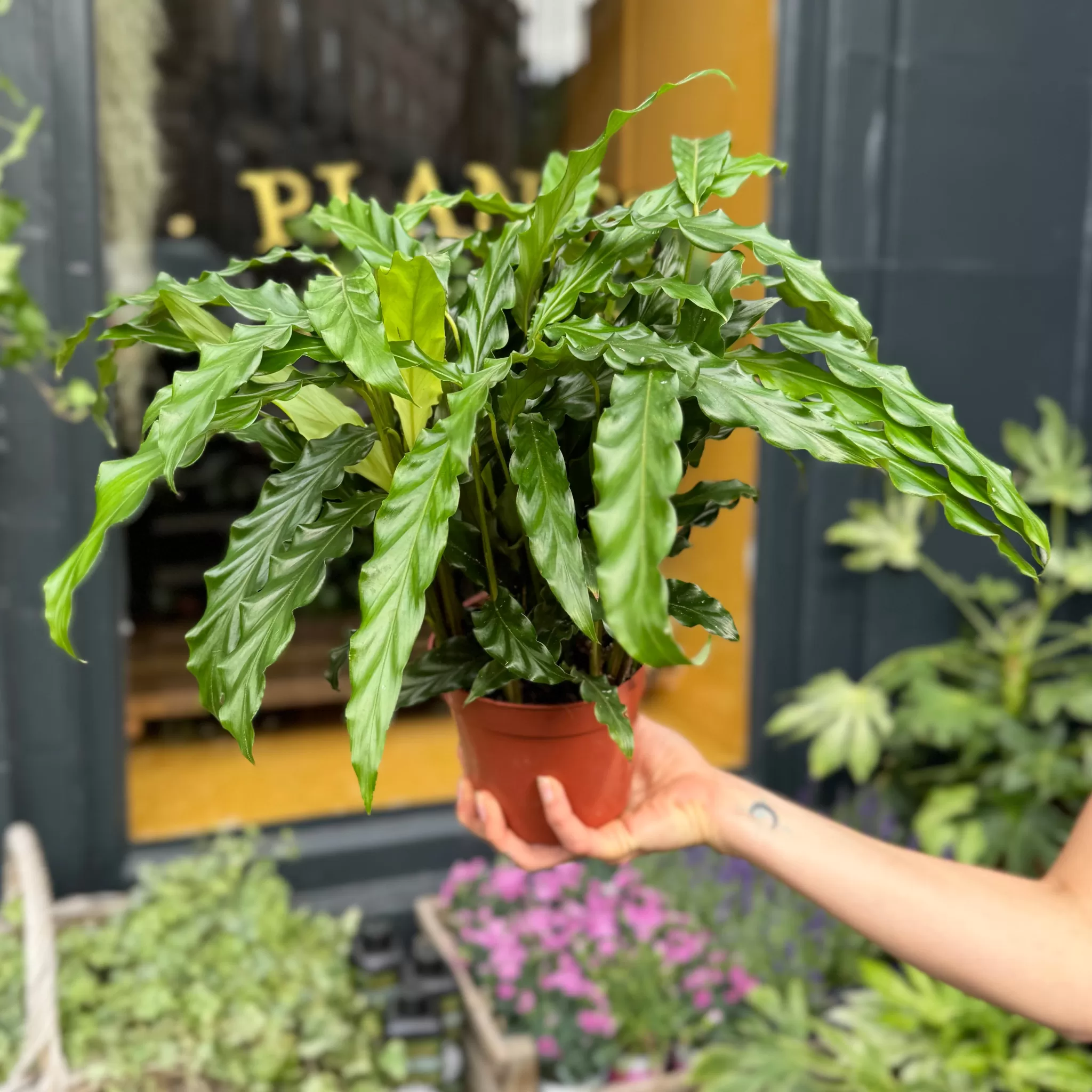 grow urban Calathea 'Bluegrass'- Calathea