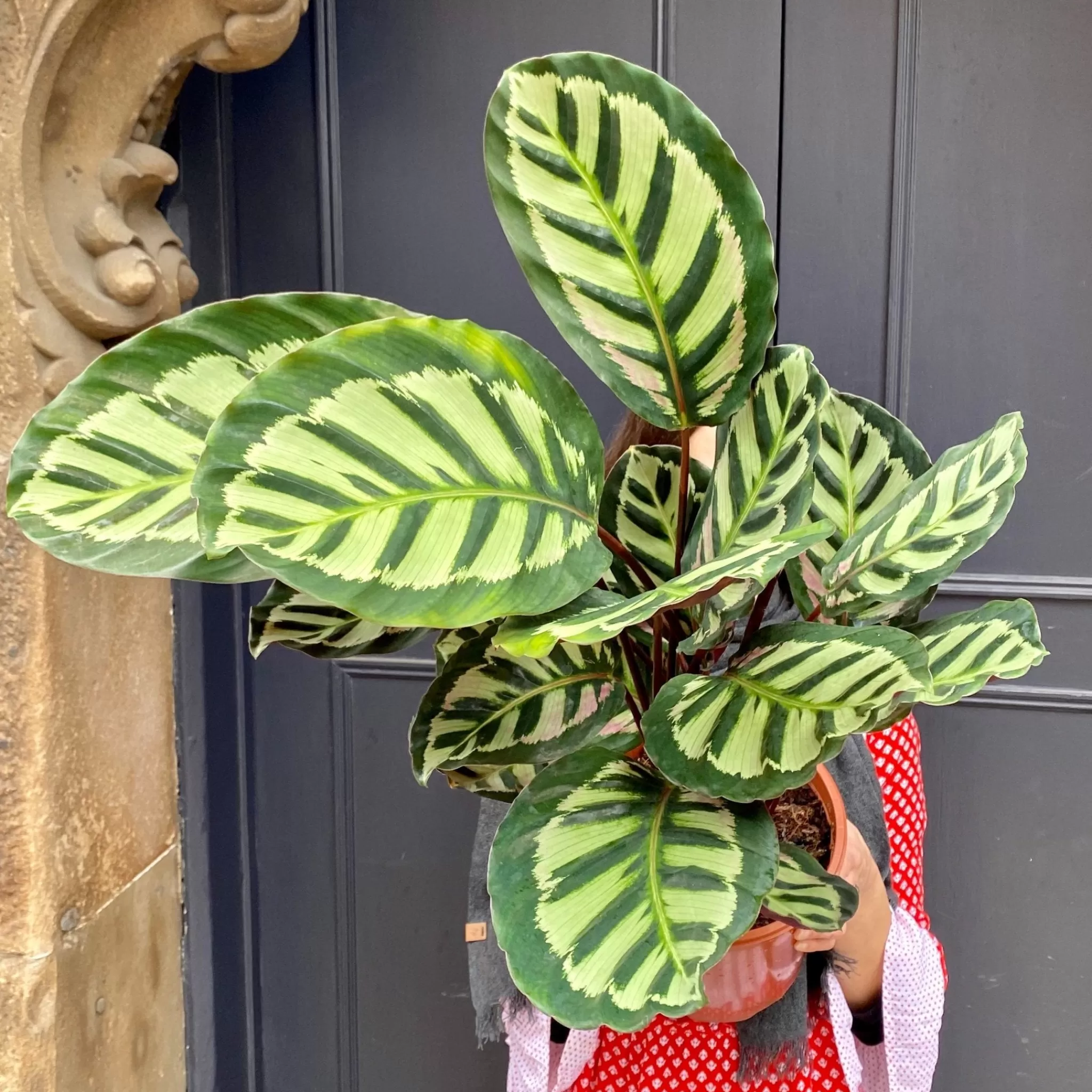 grow urban Calathea ‘Cora’- Calathea