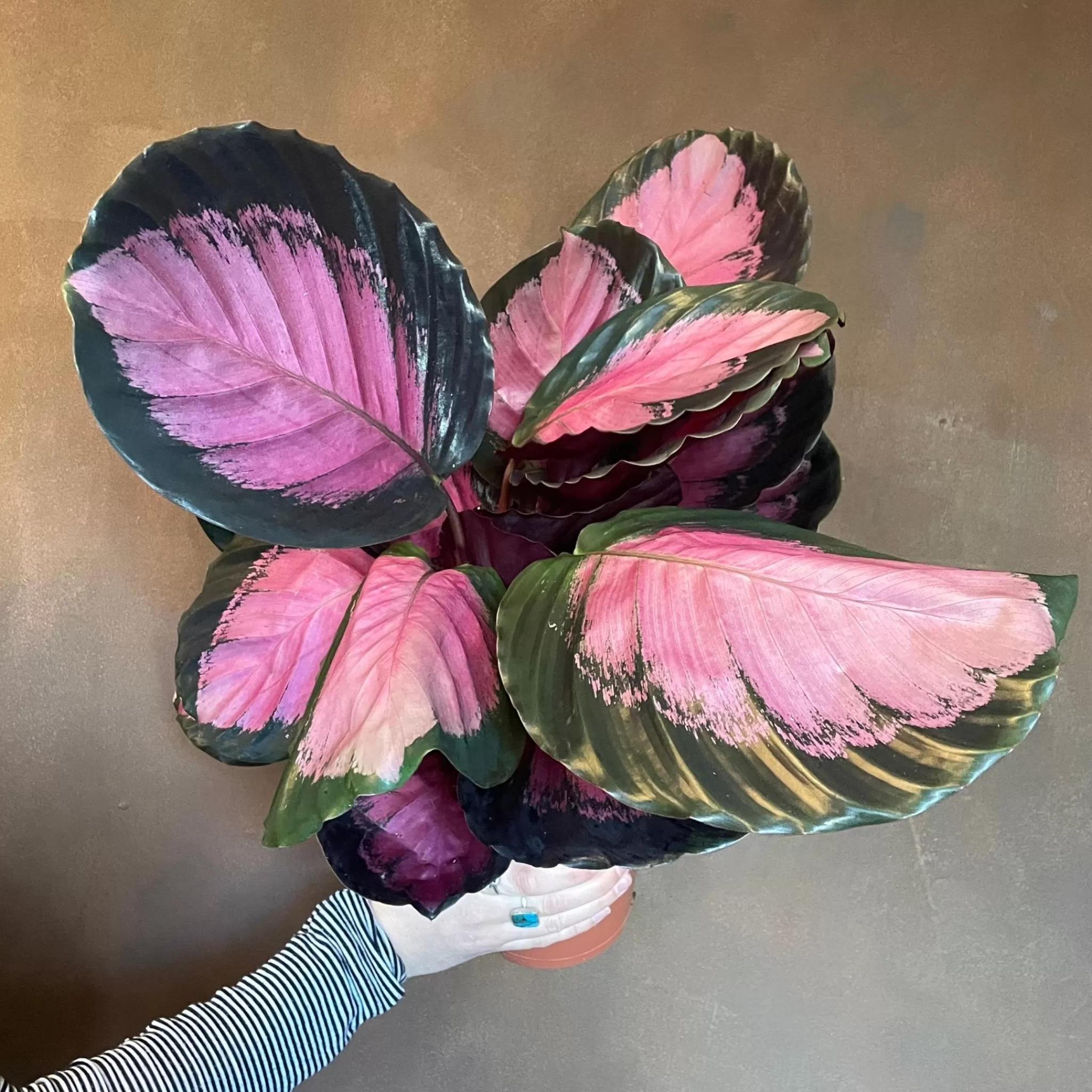 grow urban Calathea ‘Crimson’- Calathea