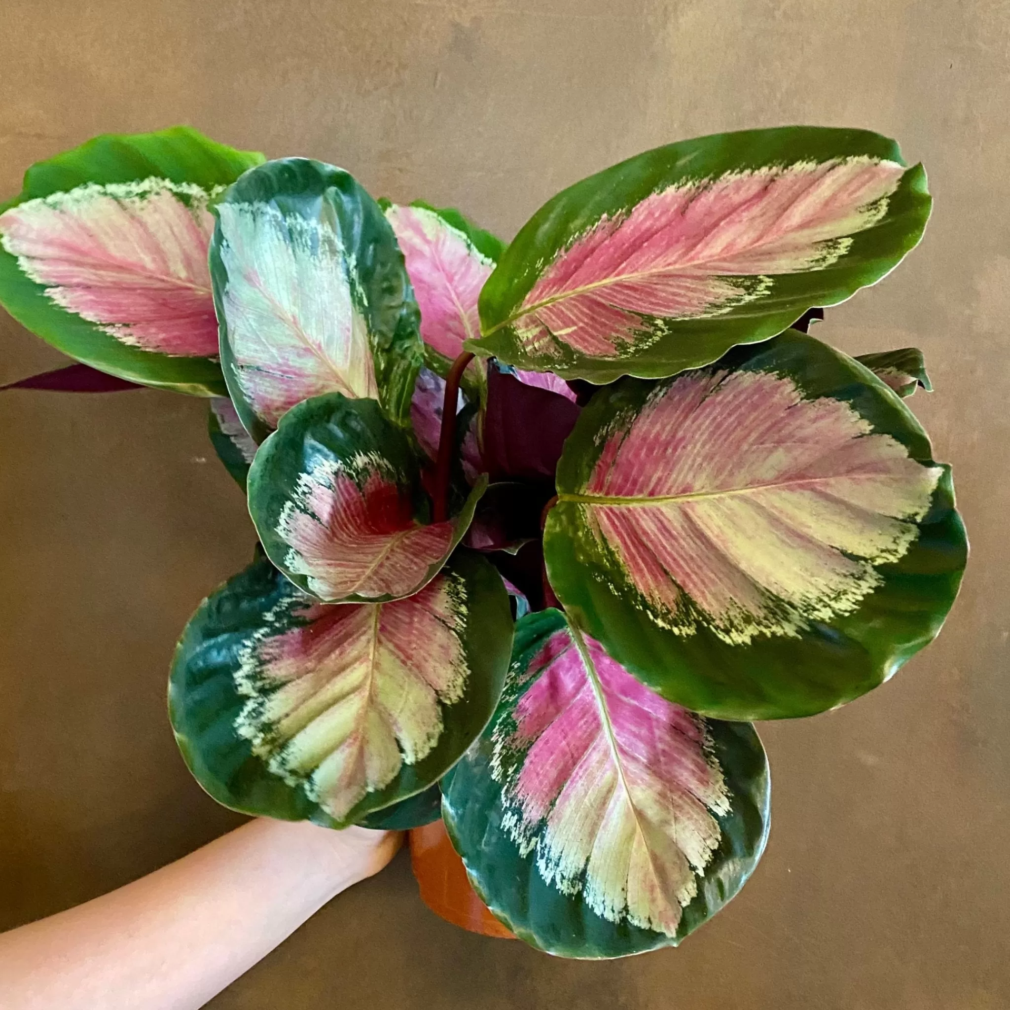 grow urban Calathea ‘Crimson Green’- Calathea