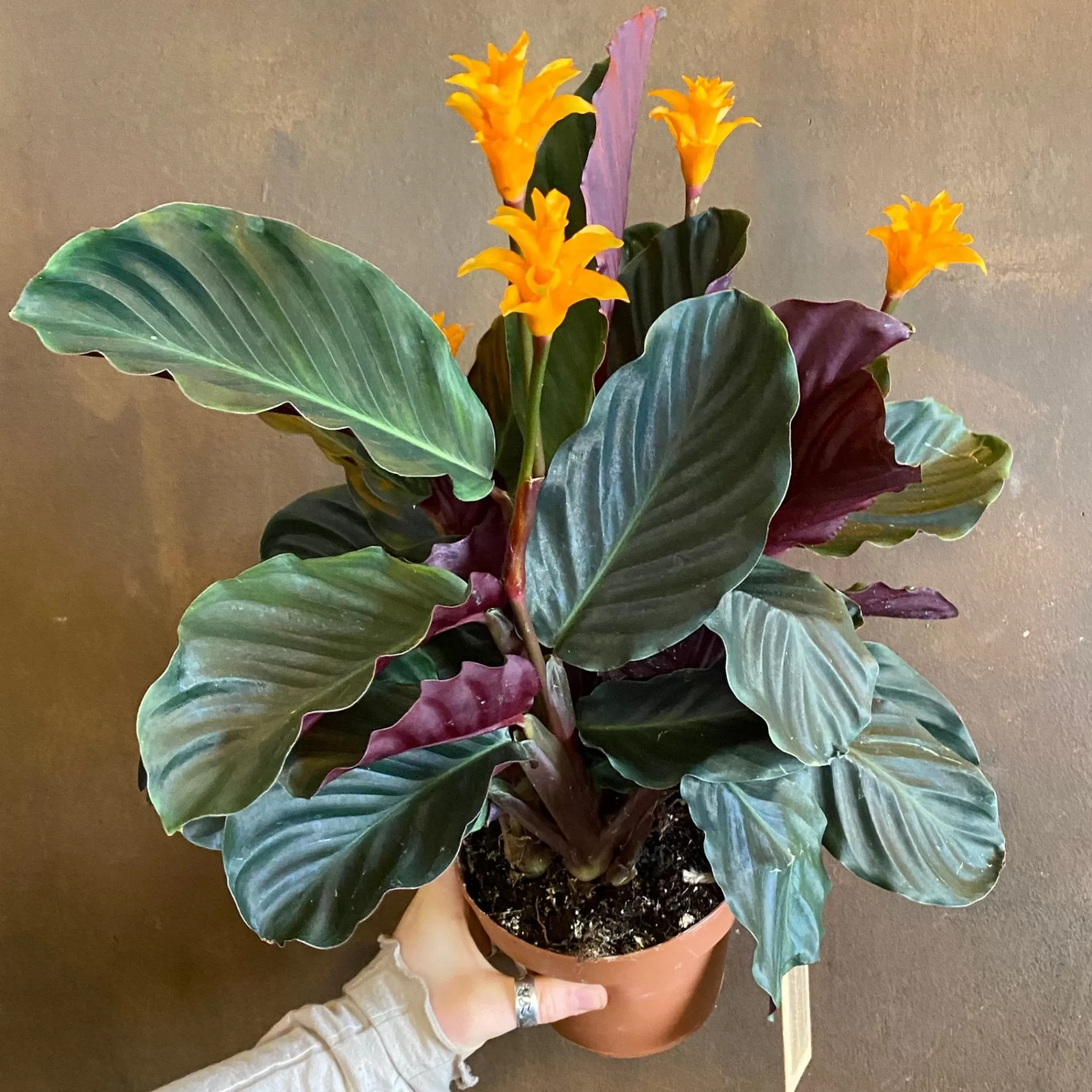 grow urban Calathea Crocata (14cm Pot)- Calathea