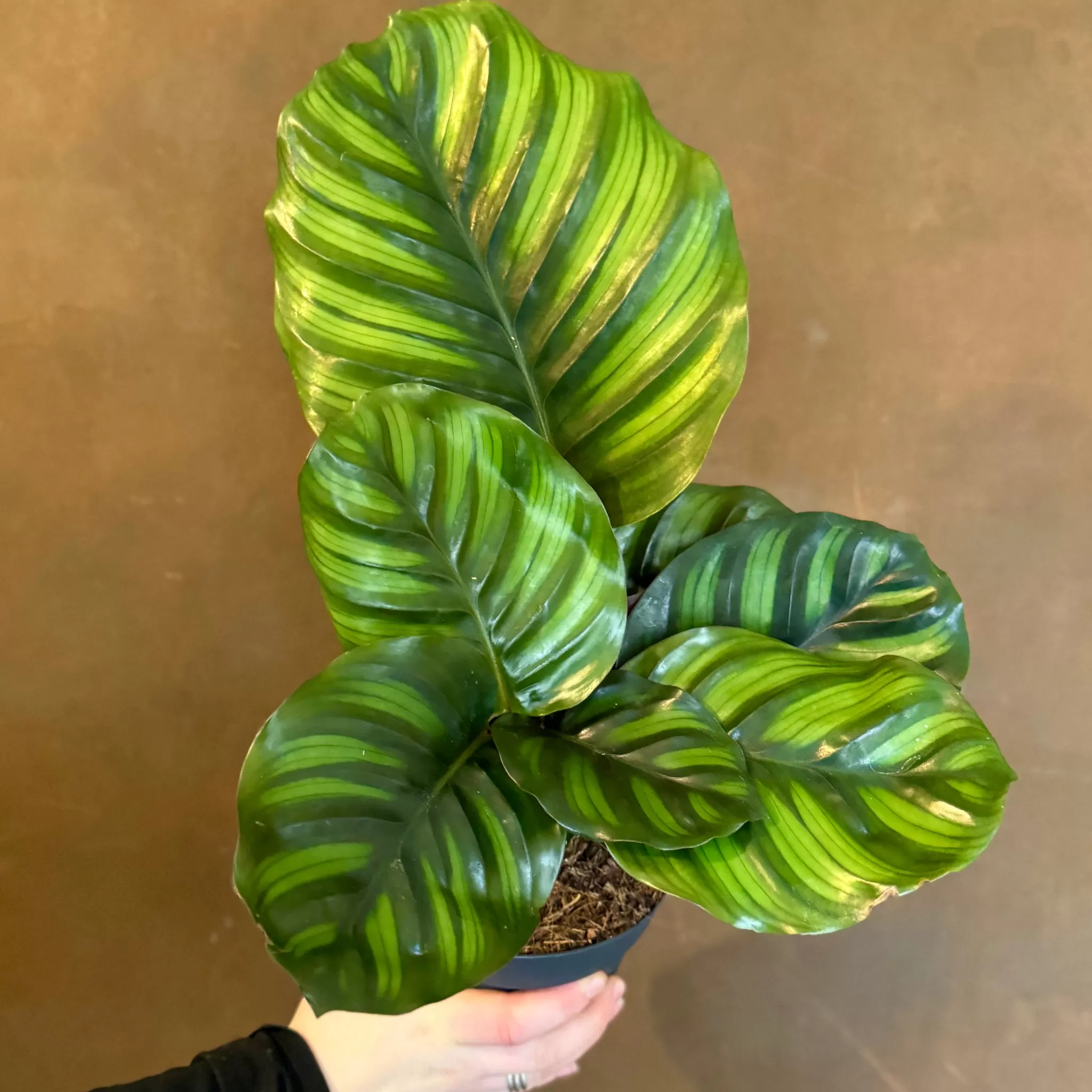 grow urban Calathea Fasciata- Calathea