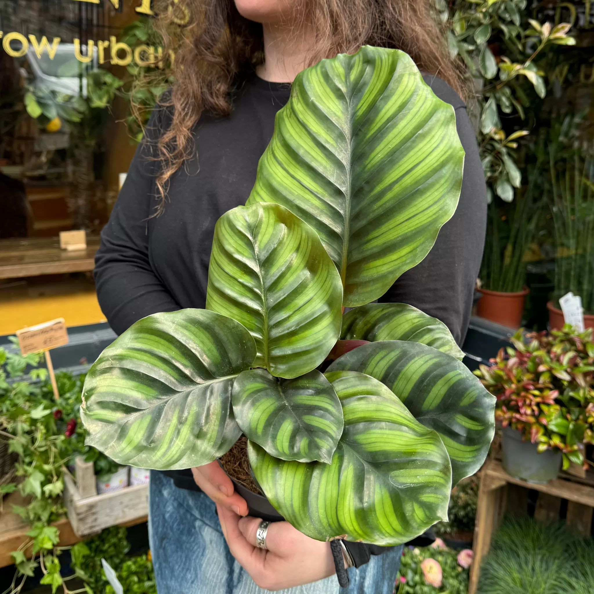 grow urban Calathea Fasciata- Calathea
