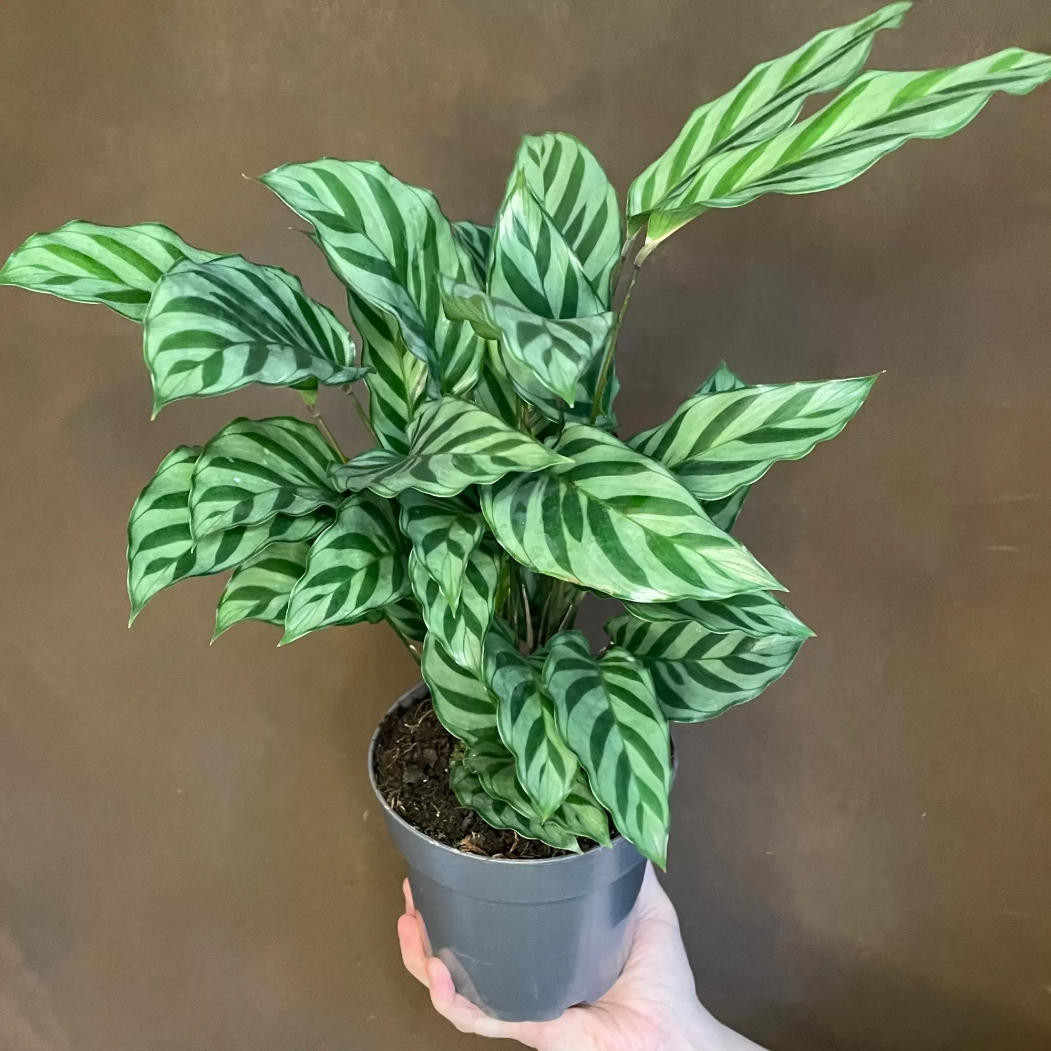 grow urban Calathea ‘Freddie'- Calathea