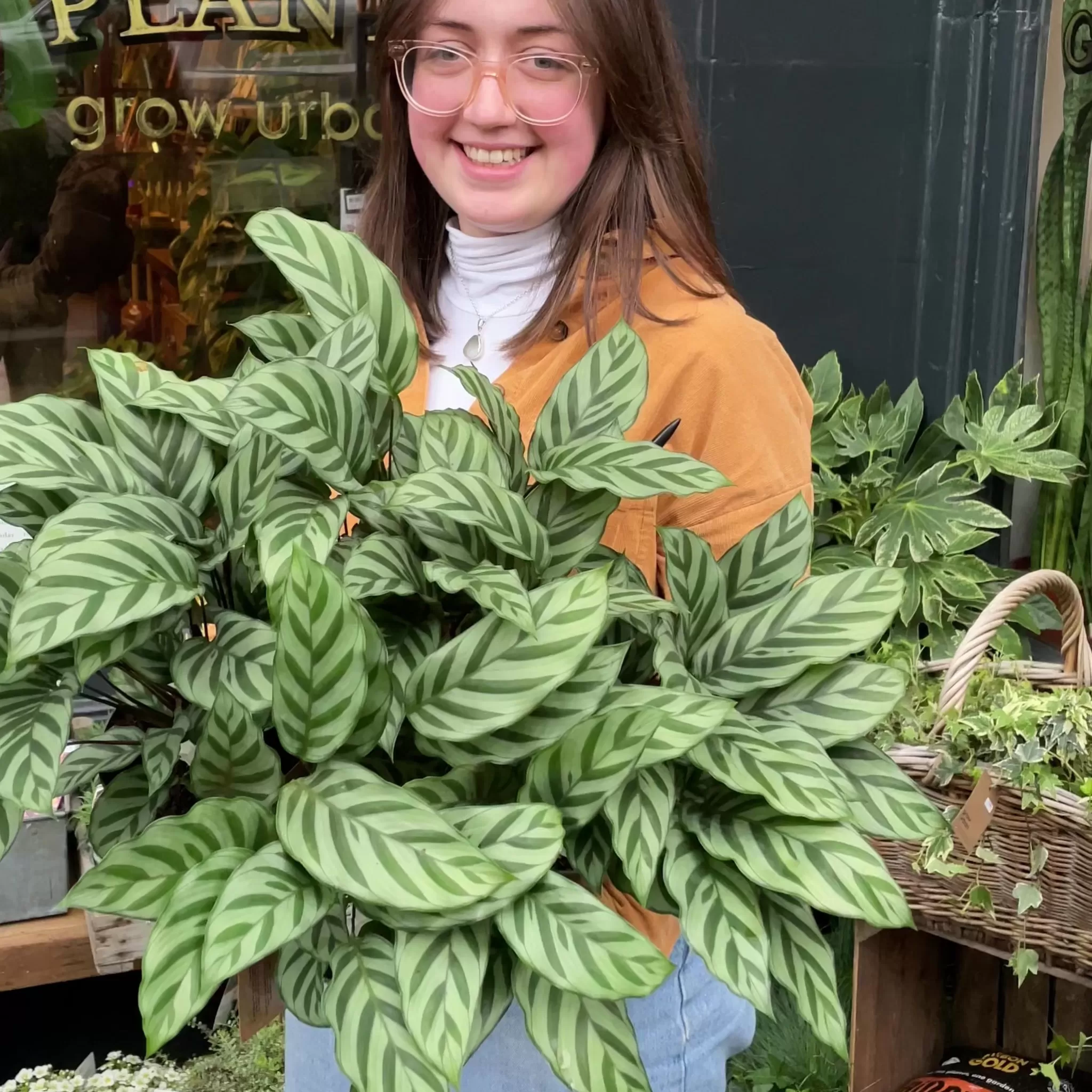 grow urban Calathea ‘Freddie'- Calathea