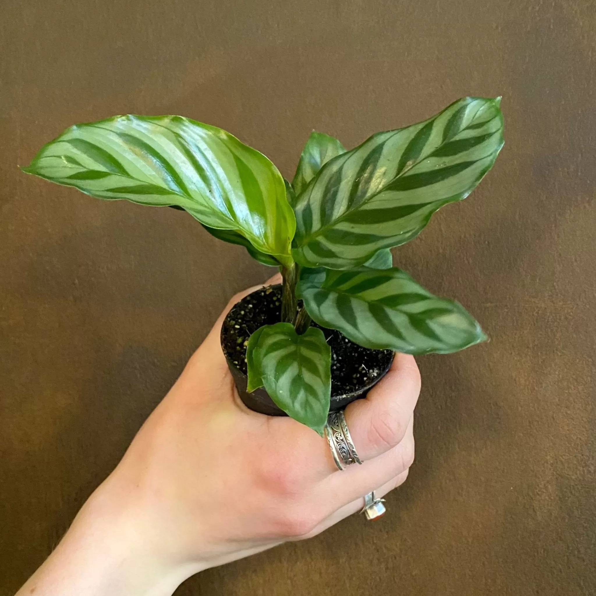 grow urban Calathea ‘Freddie’ (7cm Pot)- Calathea